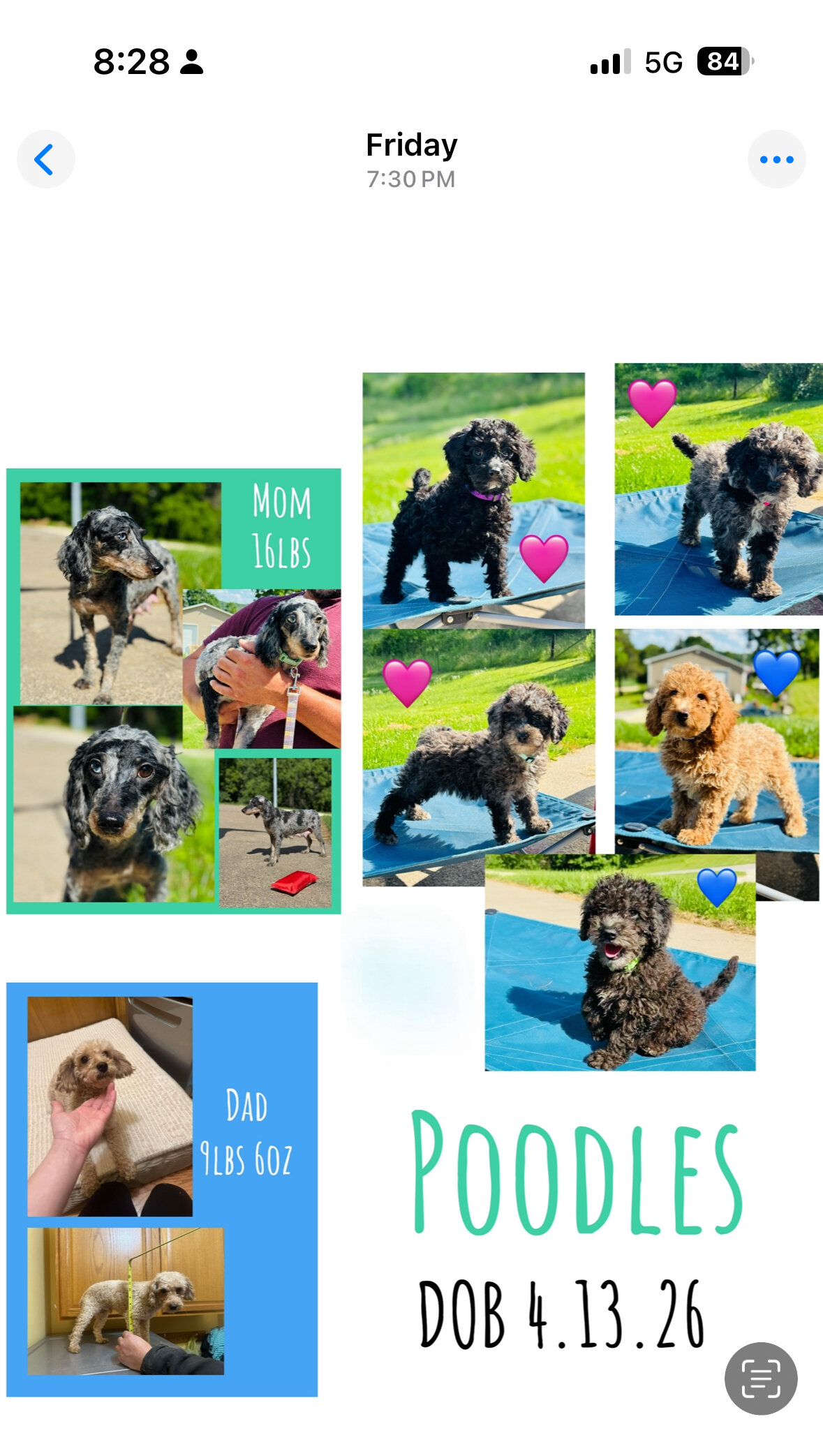 Toy/Mini Poodle image 1