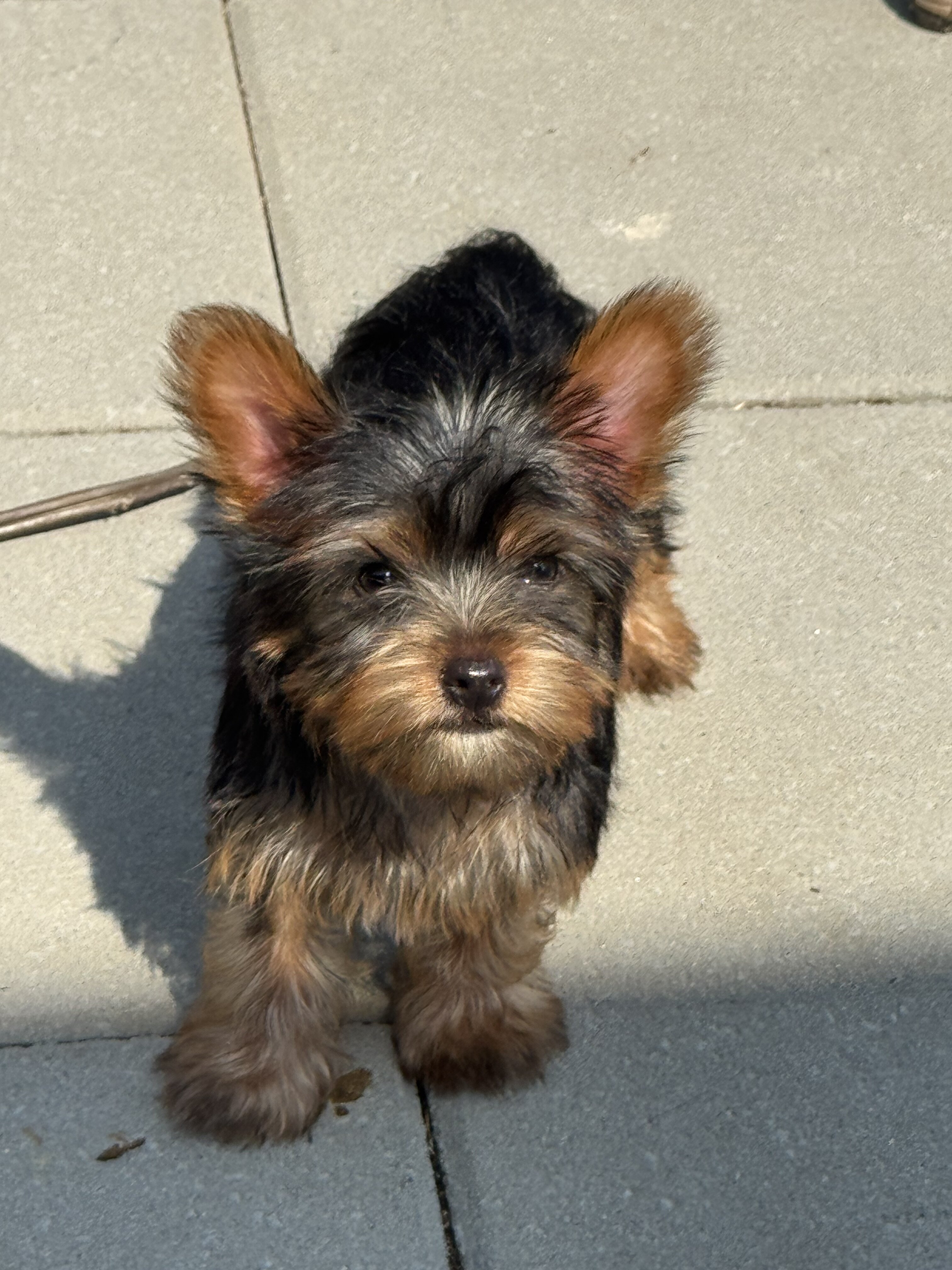 Yorkshire terrier image 1