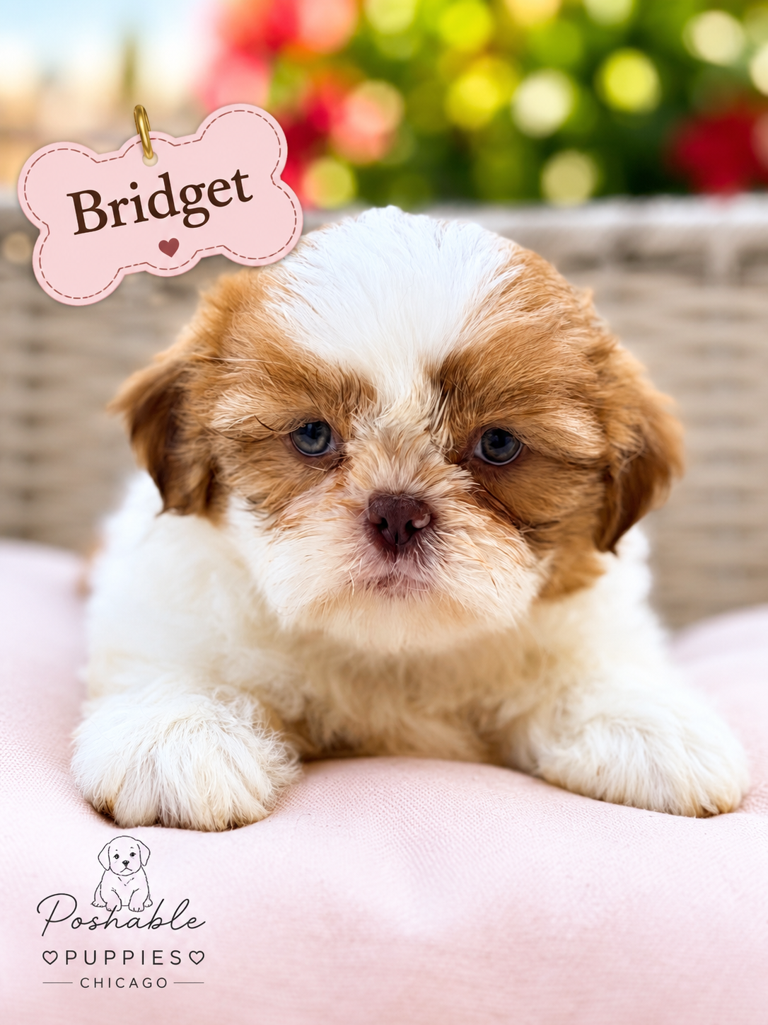 Shih Tzu puppies image 5