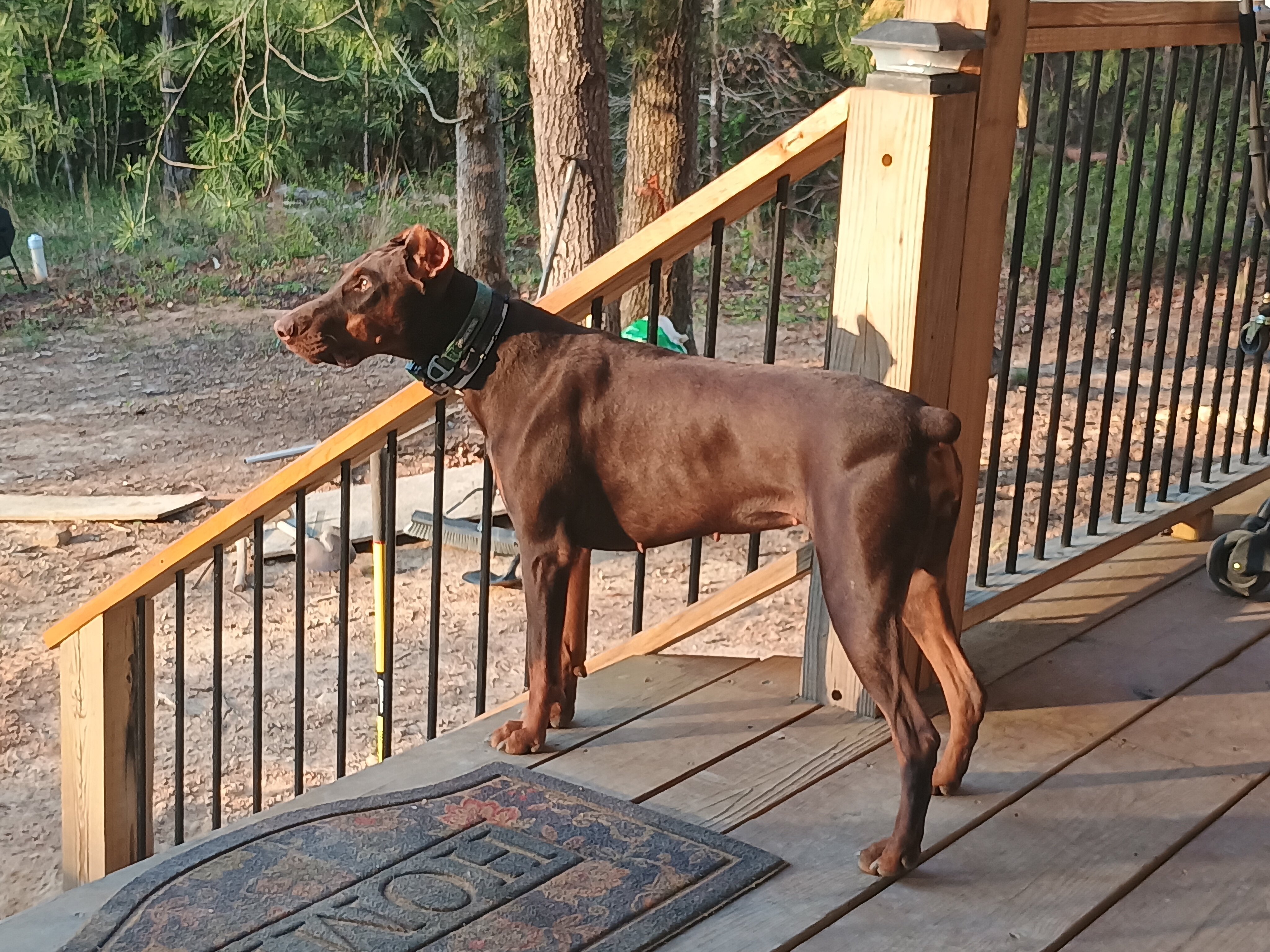 AKC European Doberman Puppies image 2