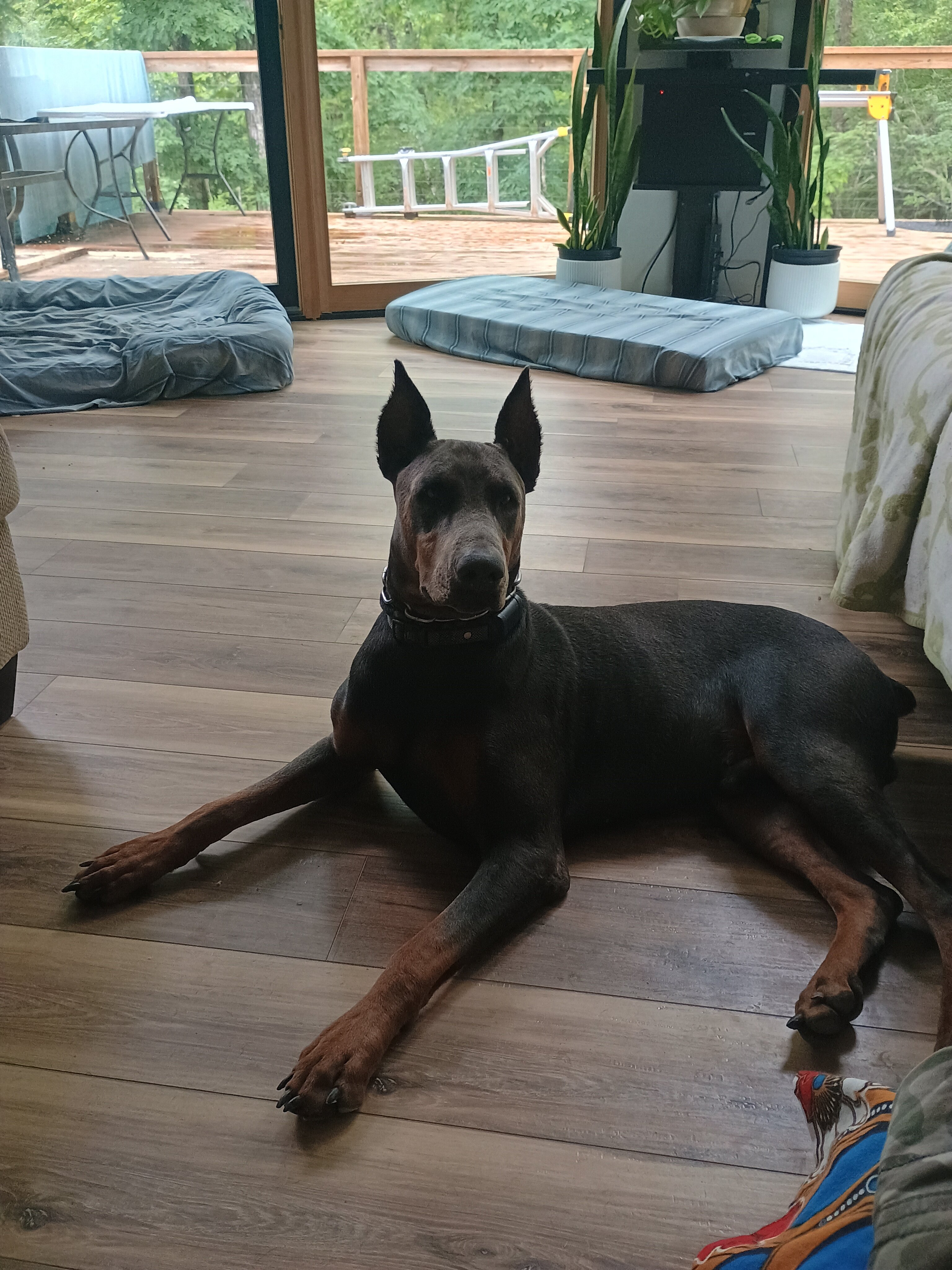 AKC European Doberman Puppies image 3