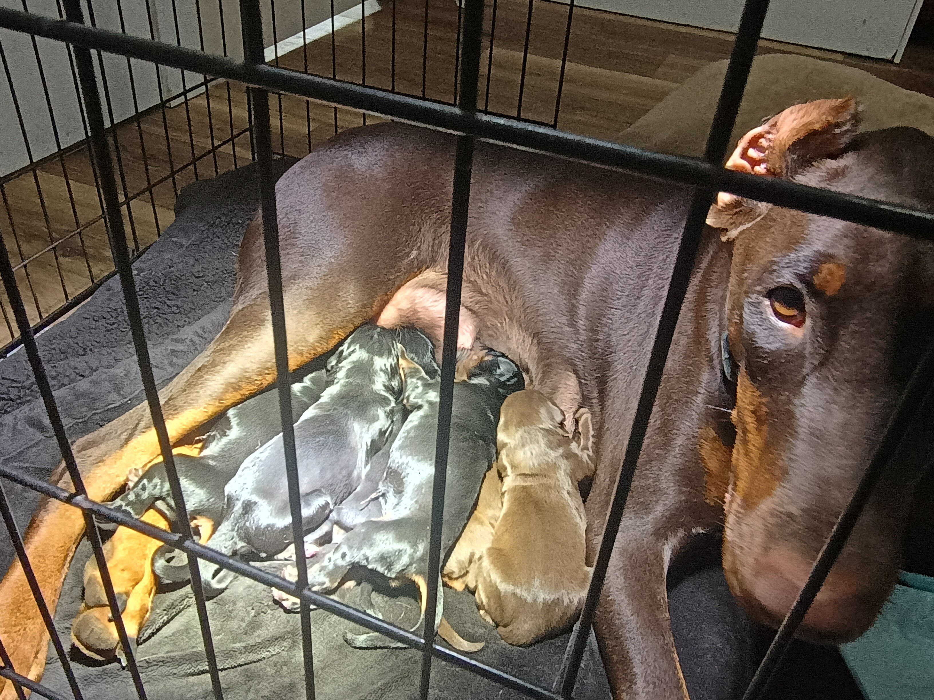 AKC European Doberman Puppies image 5