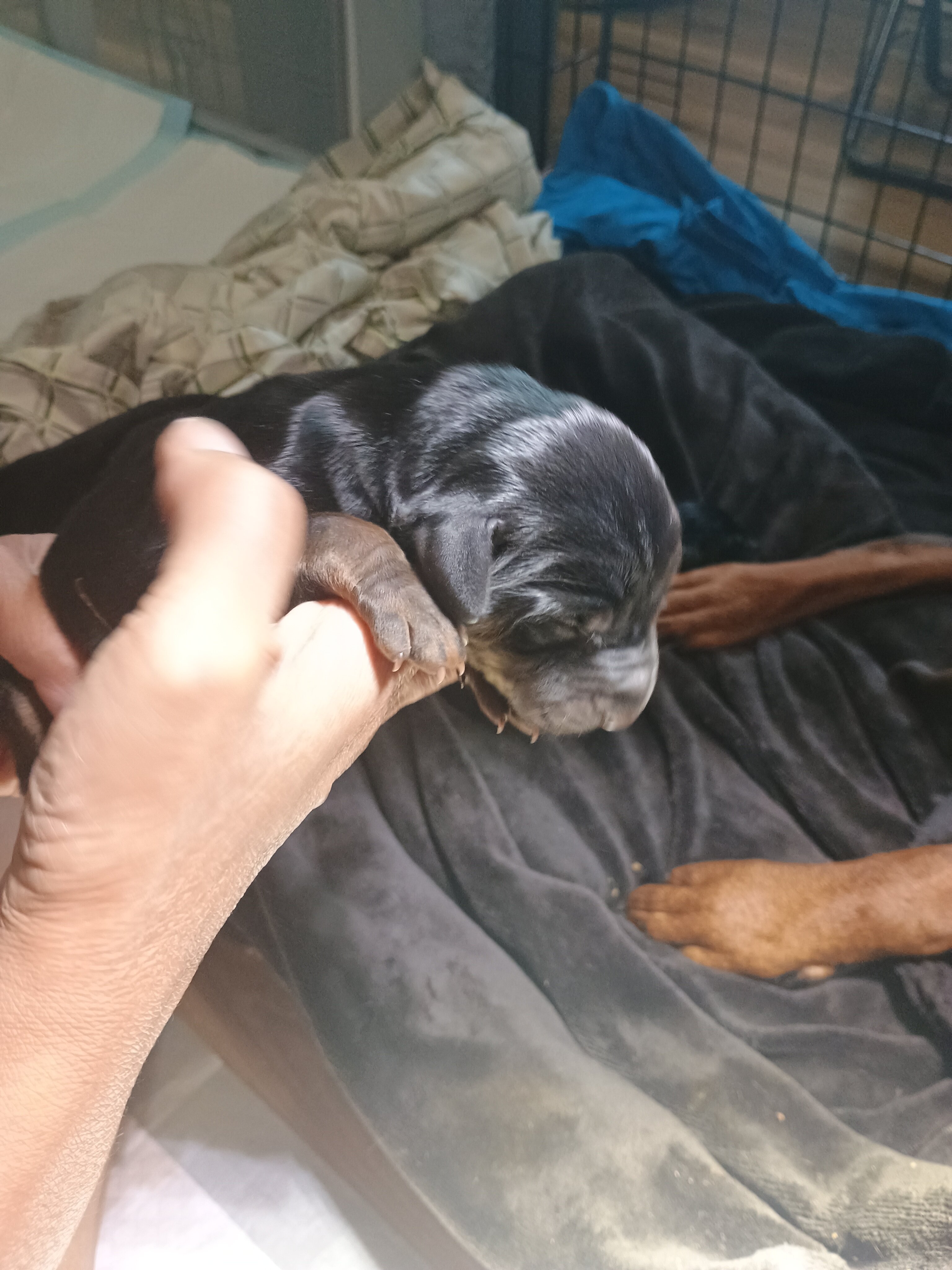 AKC European Doberman Puppies image 4