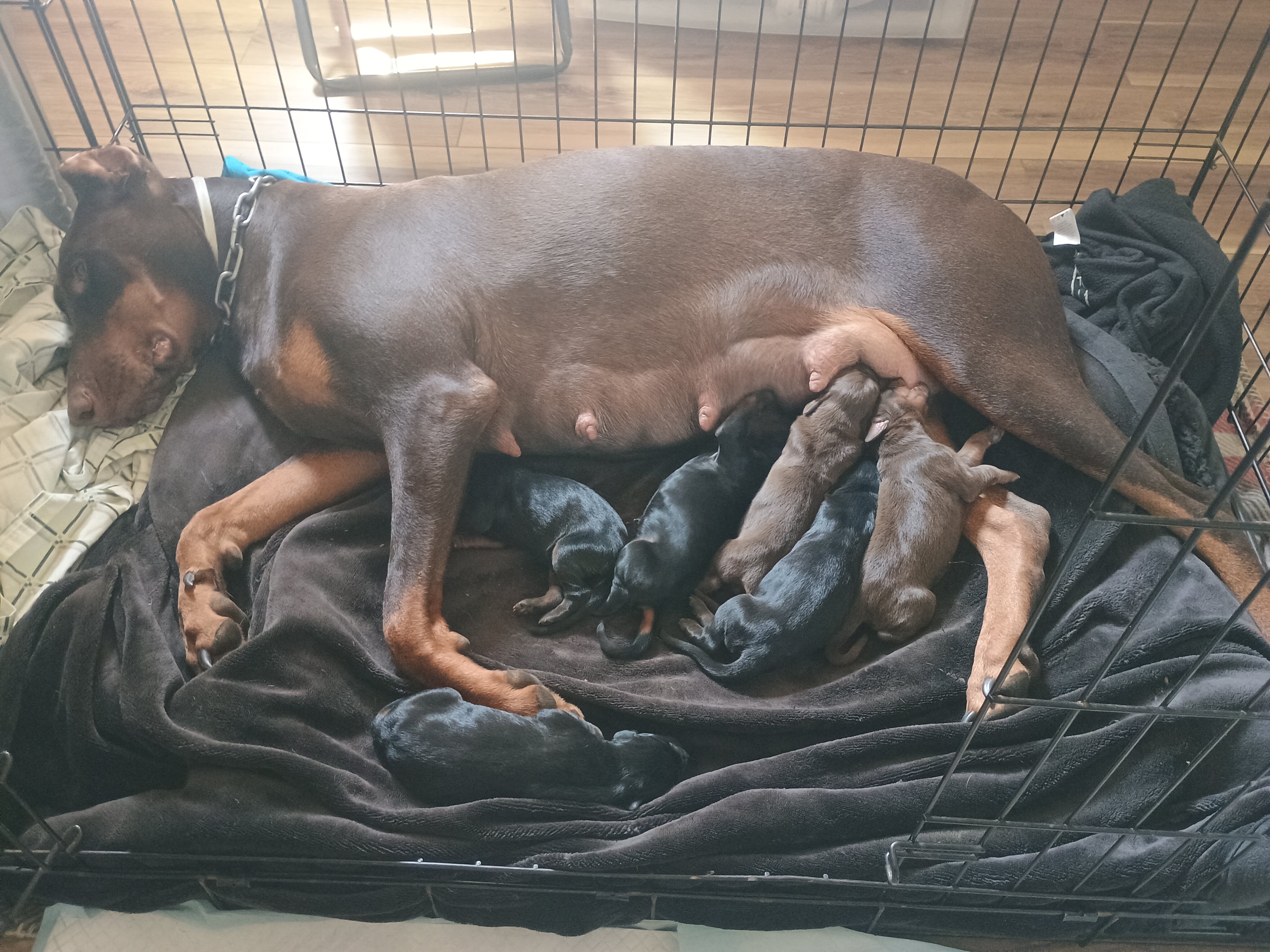 AKC European Doberman Puppies image 1