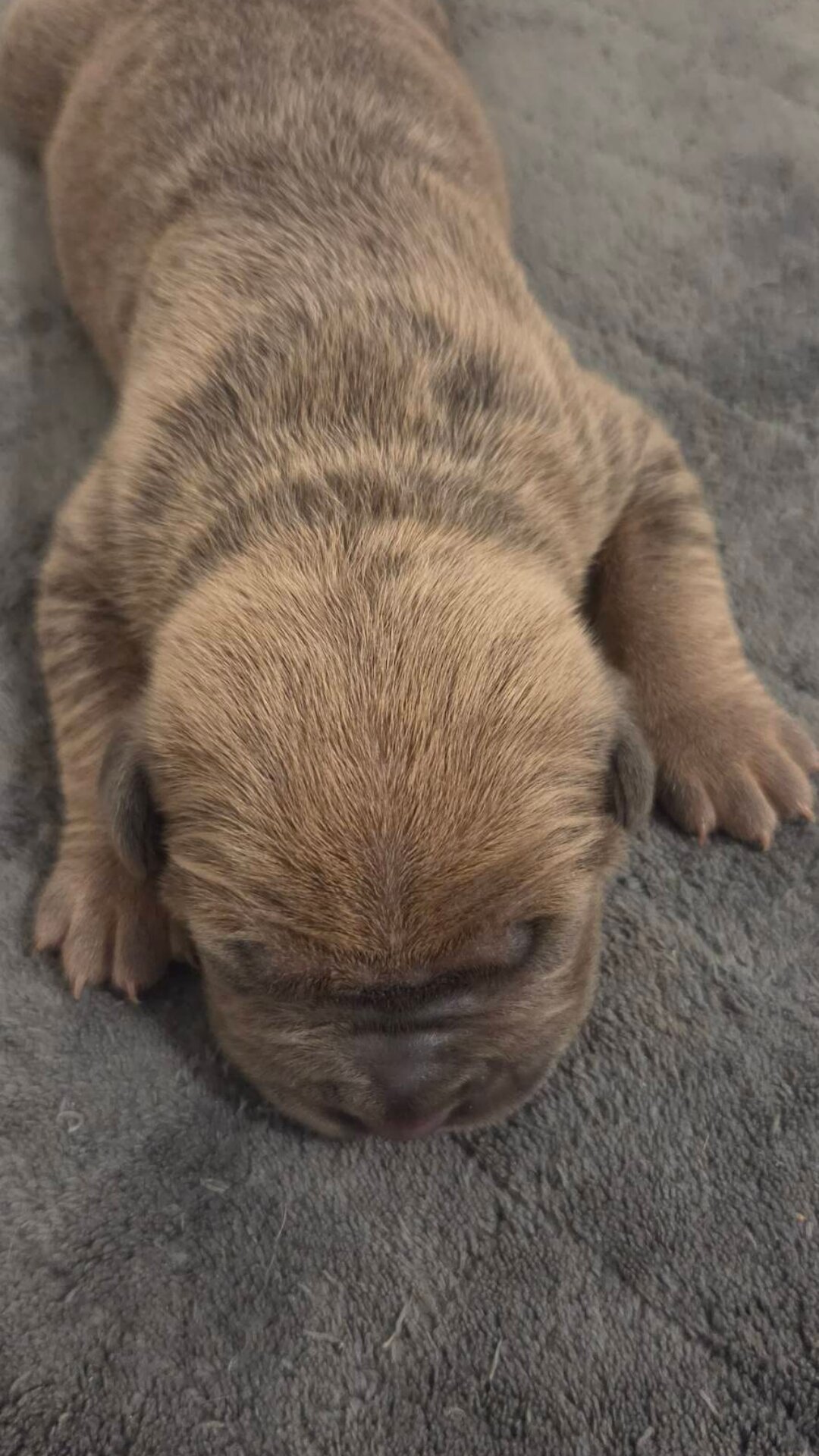 Cane Corso Puppies Available! ICCF Registered image 1