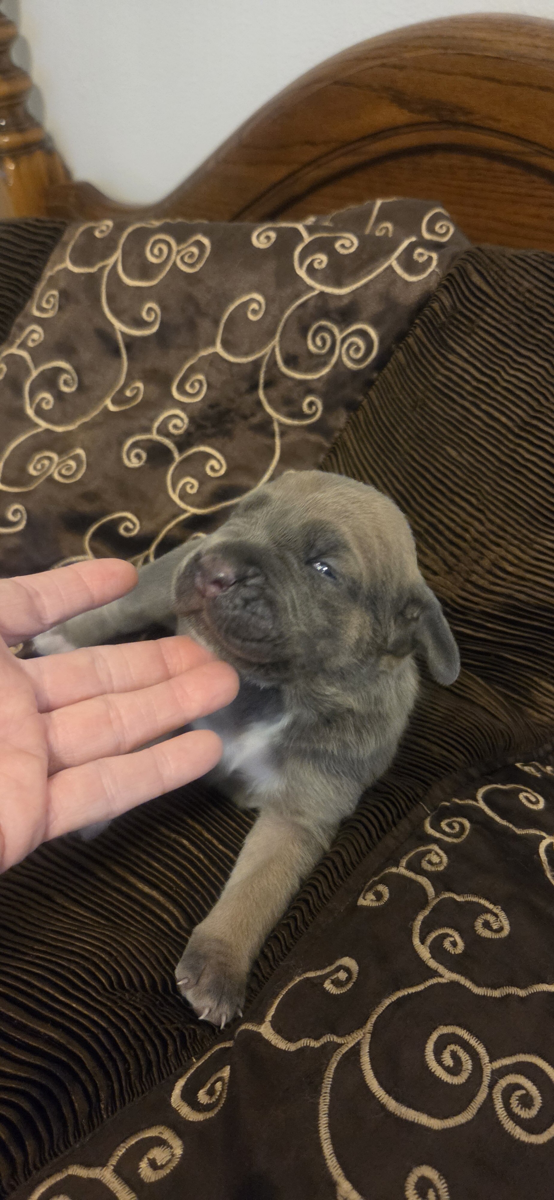 Cane Corso Puppies Available! ICCF Registered image 6