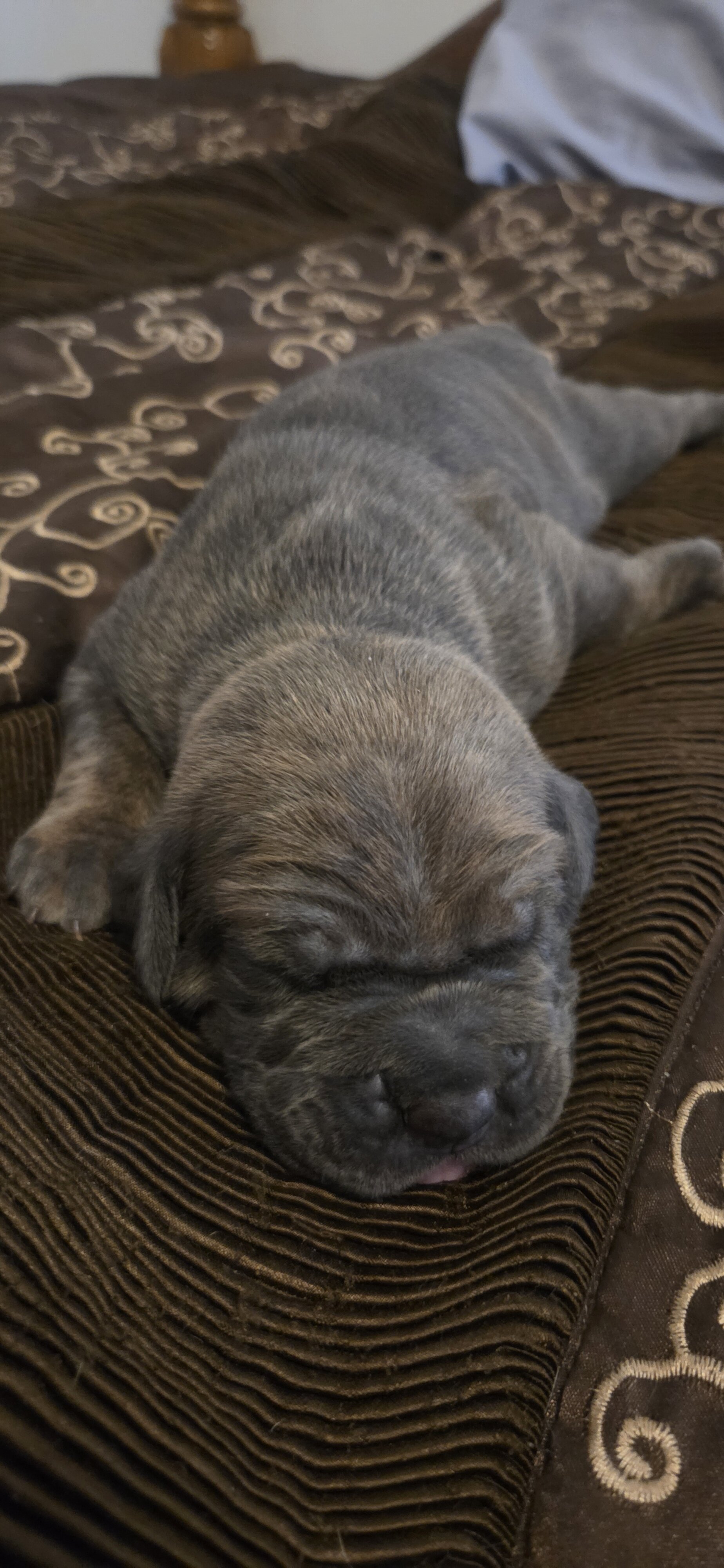 Cane Corso Puppies Available! ICCF Registered image 2