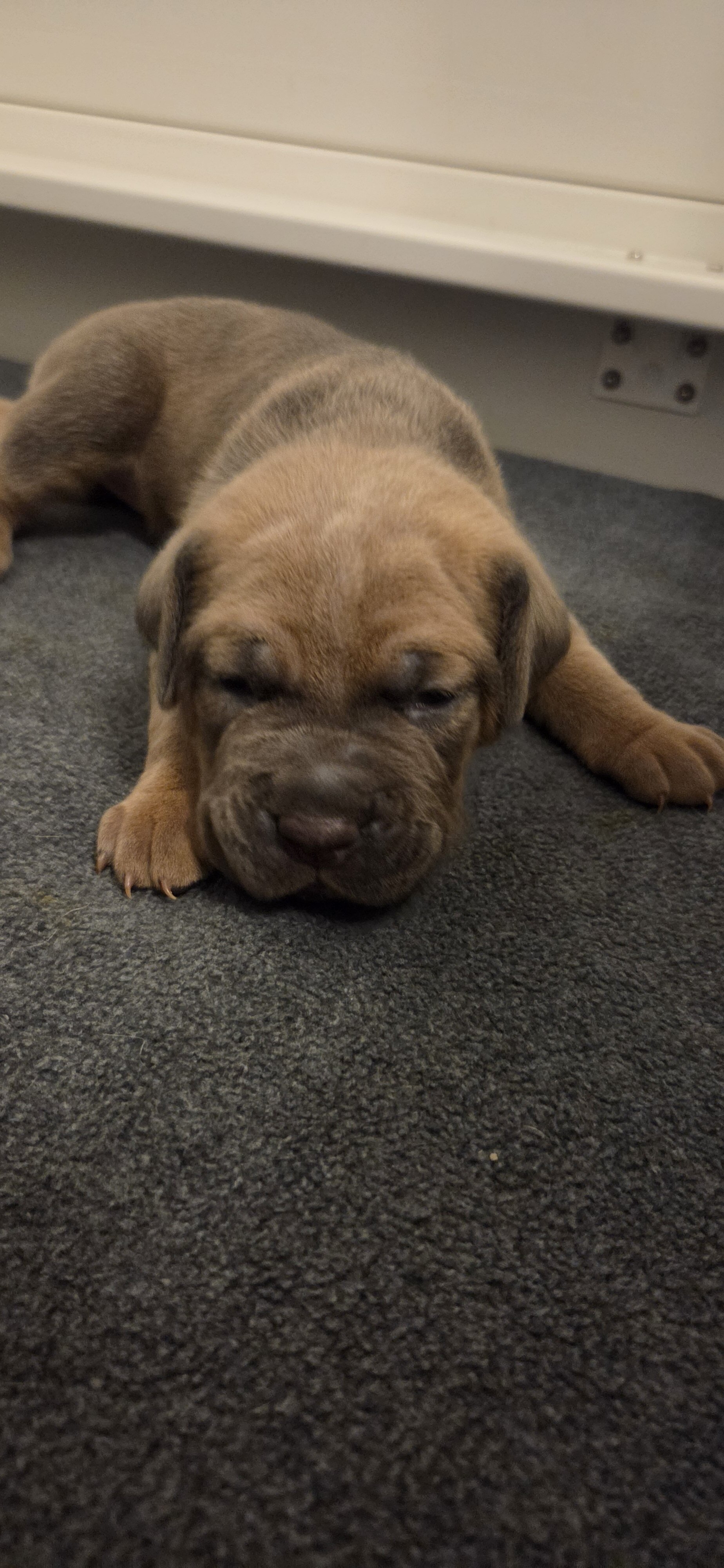 Cane Corso Puppies Available! ICCF Registered image 4