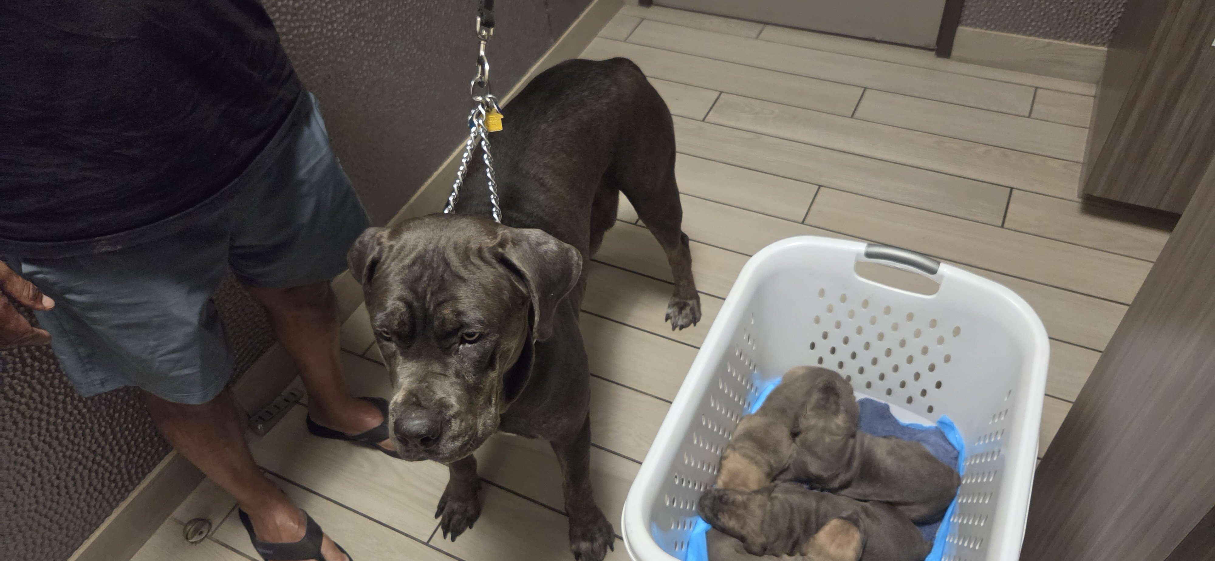 Cane Corso Puppies Available! ICCF Registered image 7
