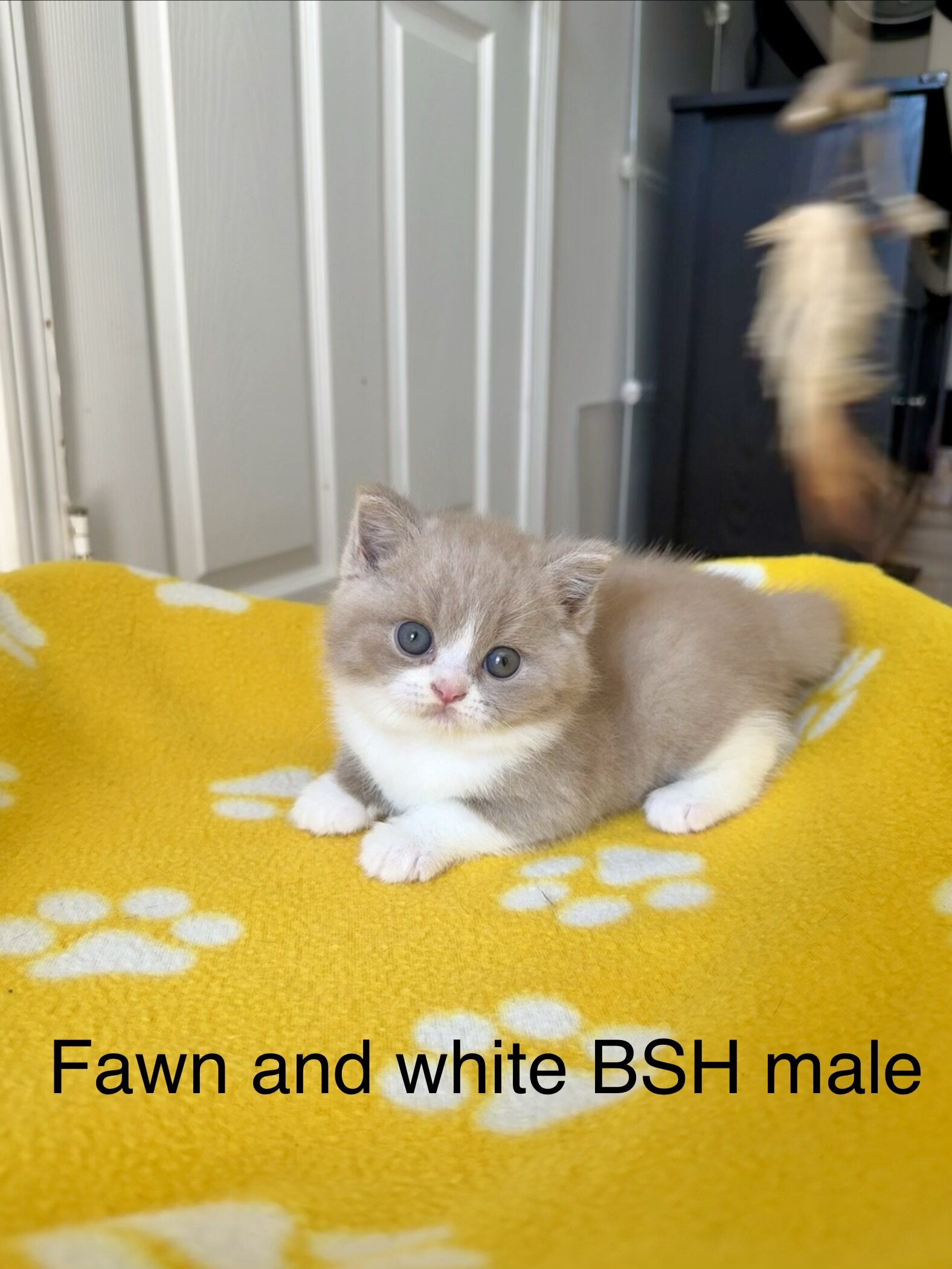 Beautiful British shorthair kittens   (4 male) image 5