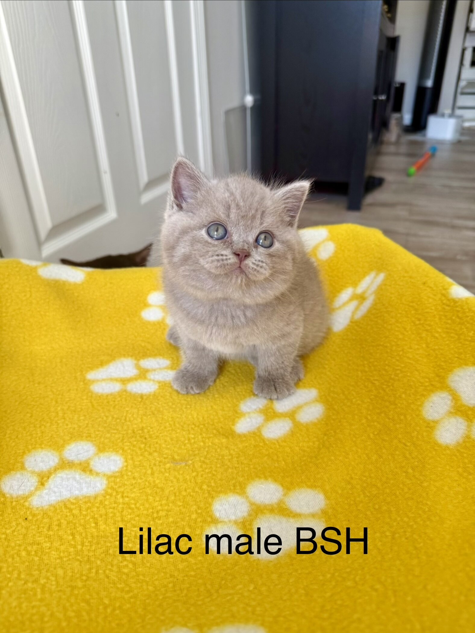 Beautiful British shorthair kittens   (4 male) image 6