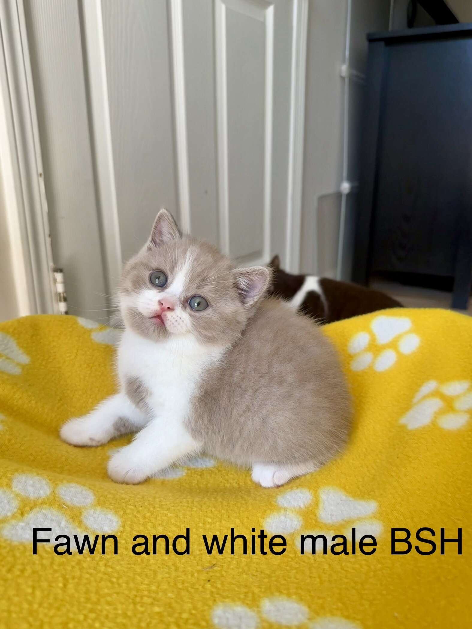 Beautiful British shorthair kittens   (4 male) image 3