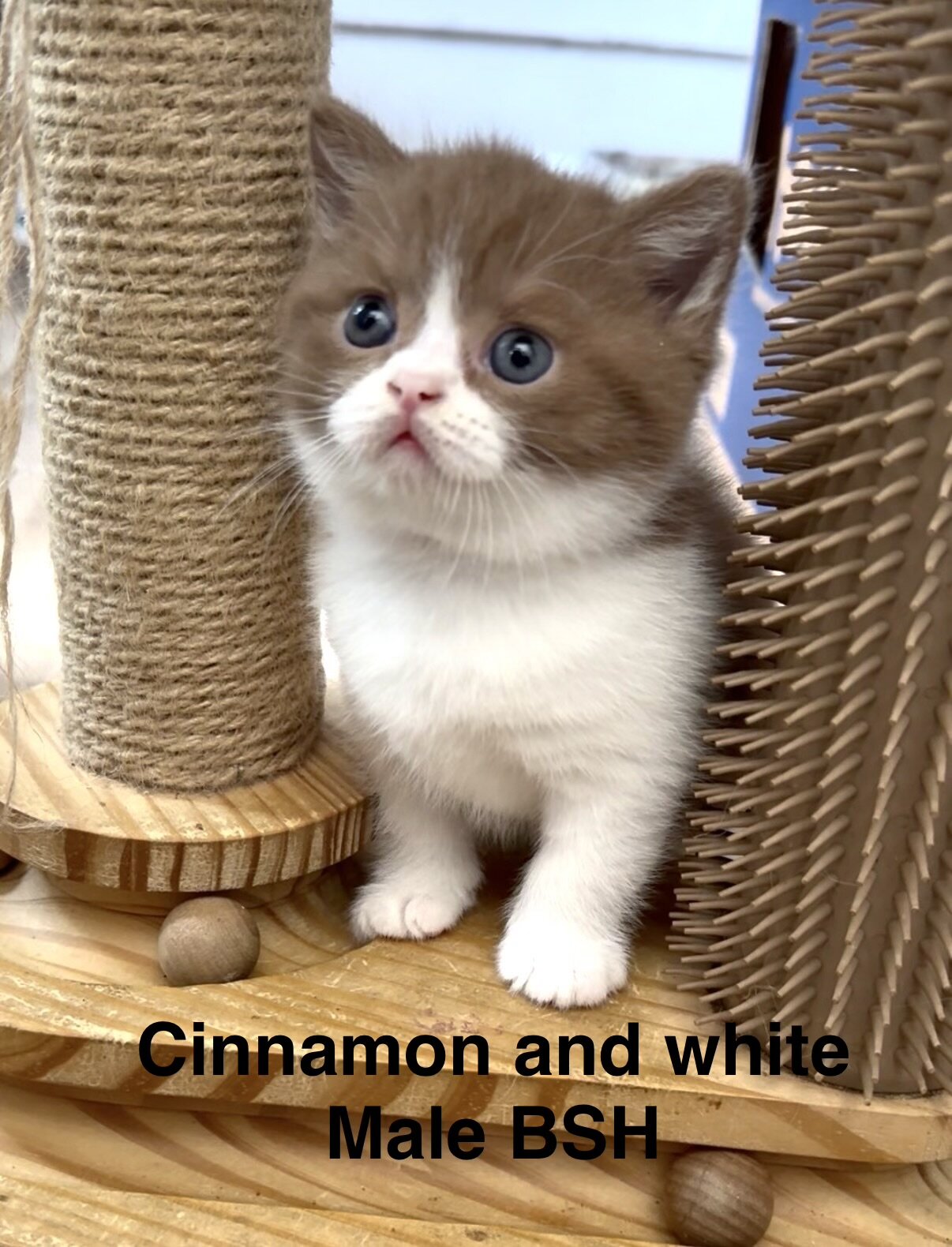 Beautiful British shorthair kittens   (4 male) image 4