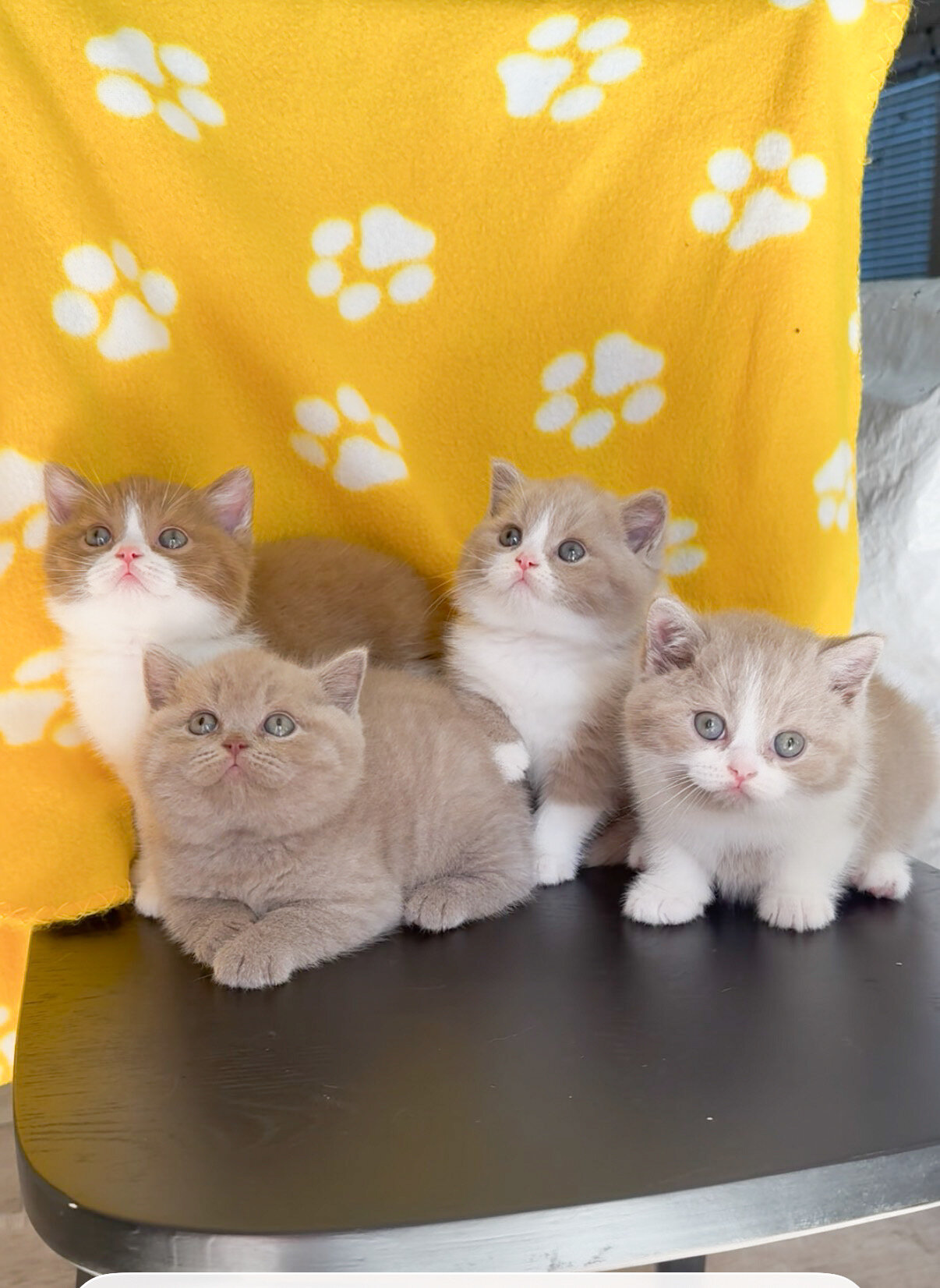 Beautiful British shorthair kittens   (4 male) image 1