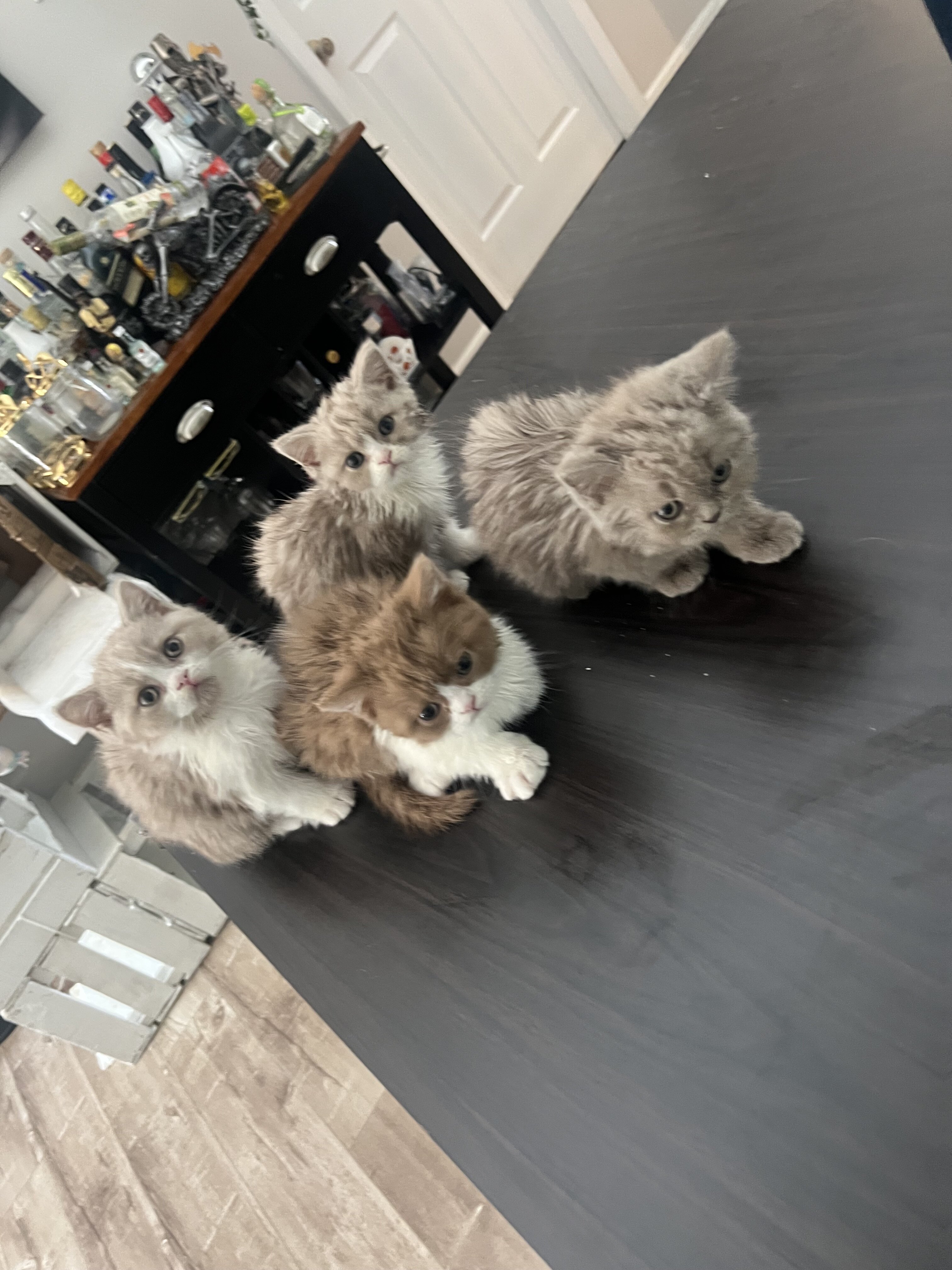 Beautiful British shorthair kittens   (4 male) image 2