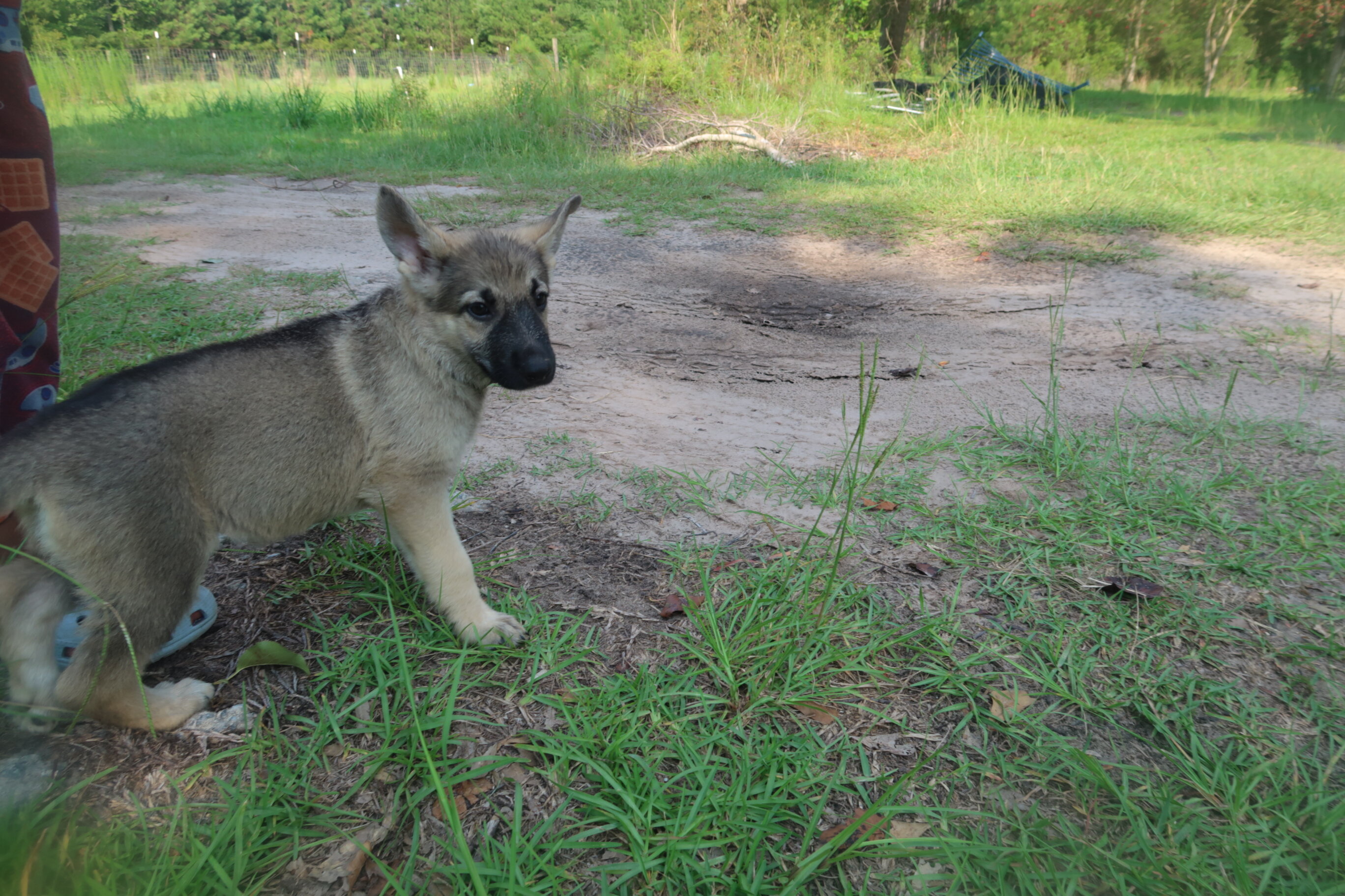 German Shepherd Puppy image 5