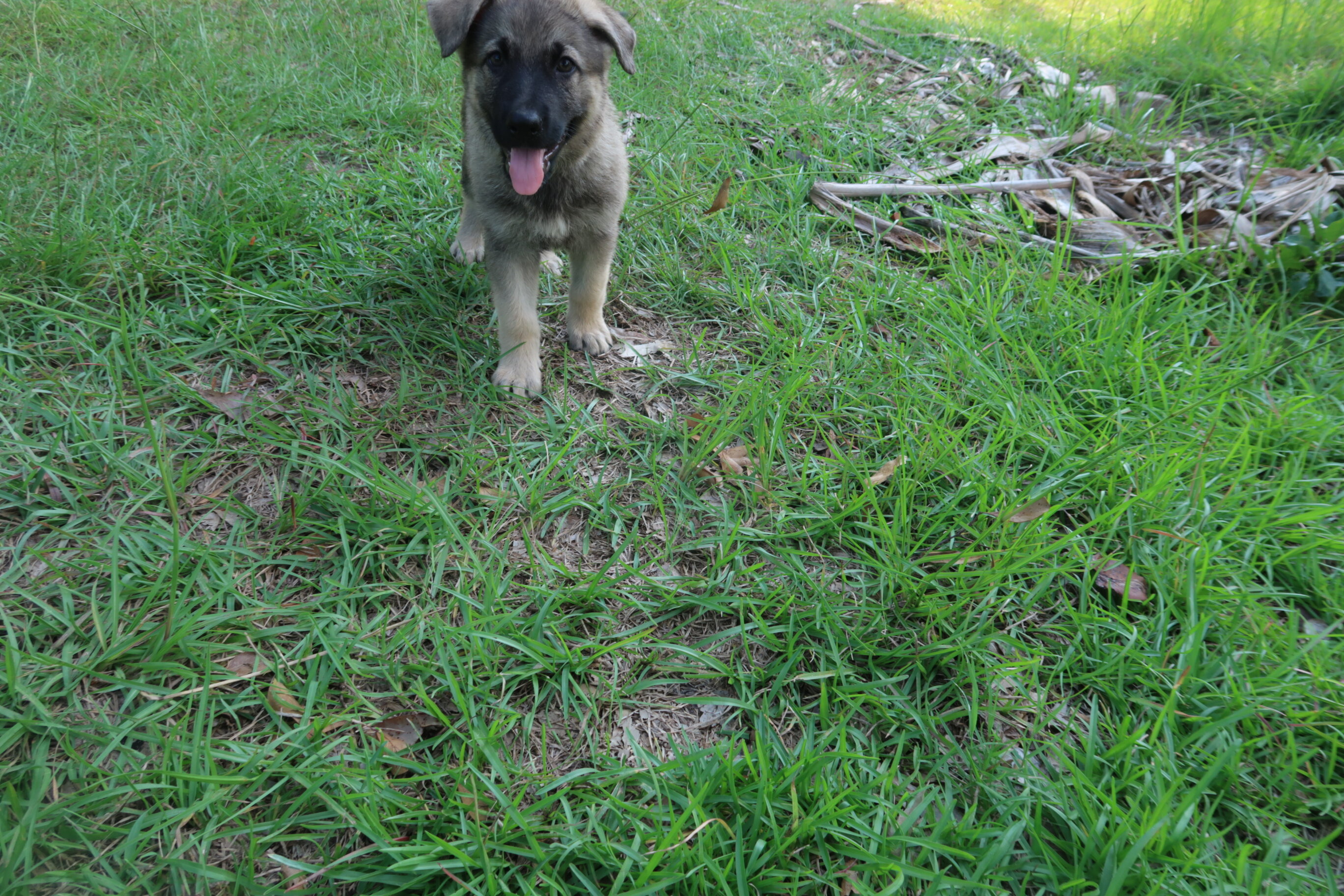 German Shepherd Puppy image 4