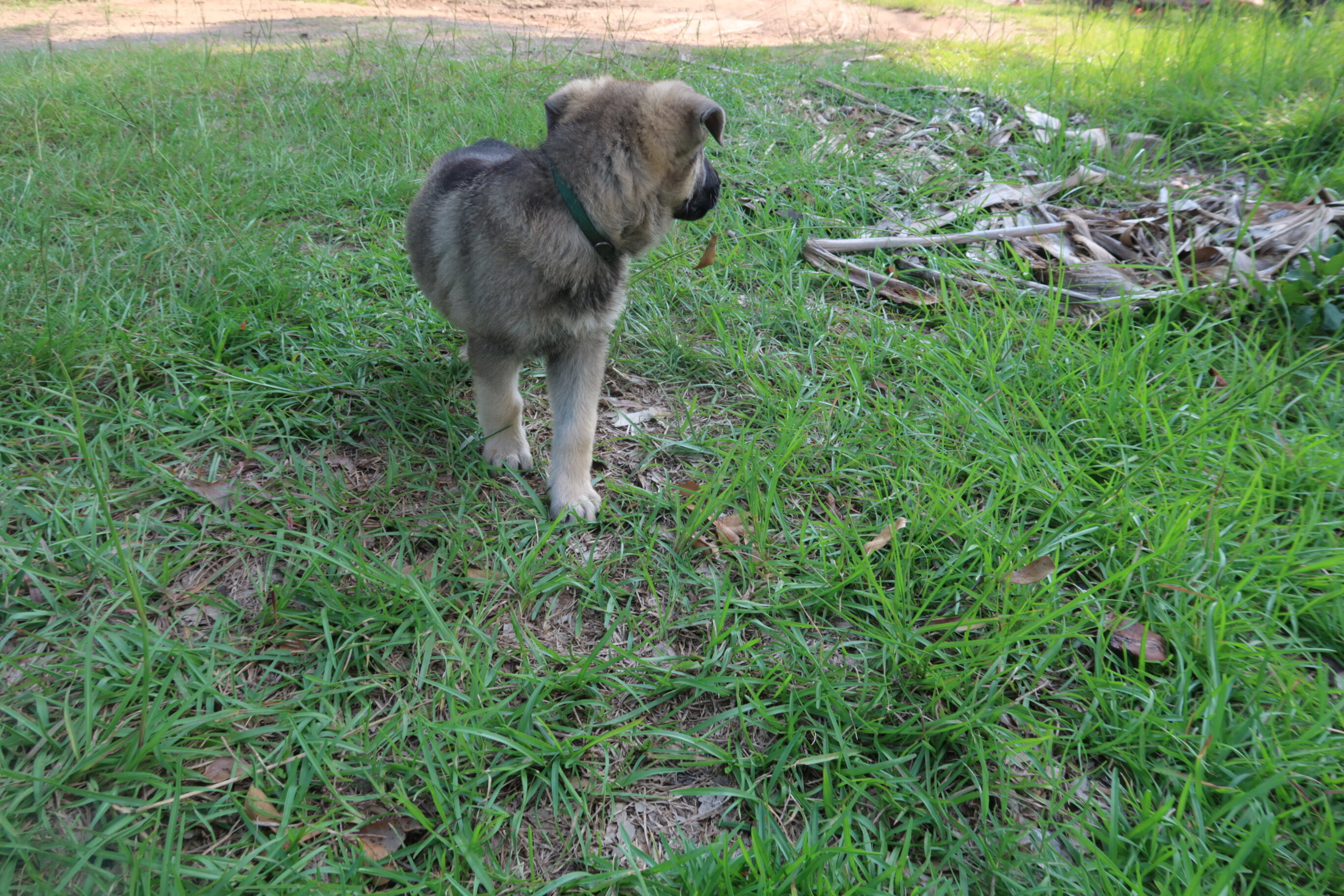 German Shepherd Puppy image 3