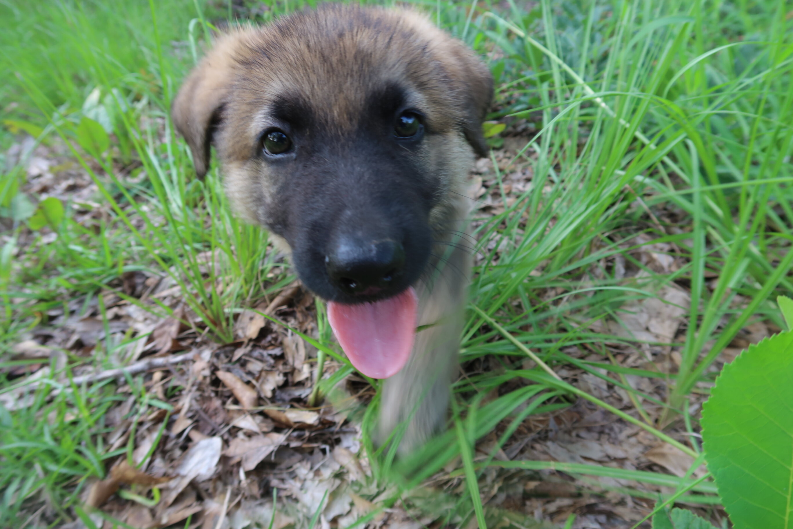 German Shepherd Puppy image 2