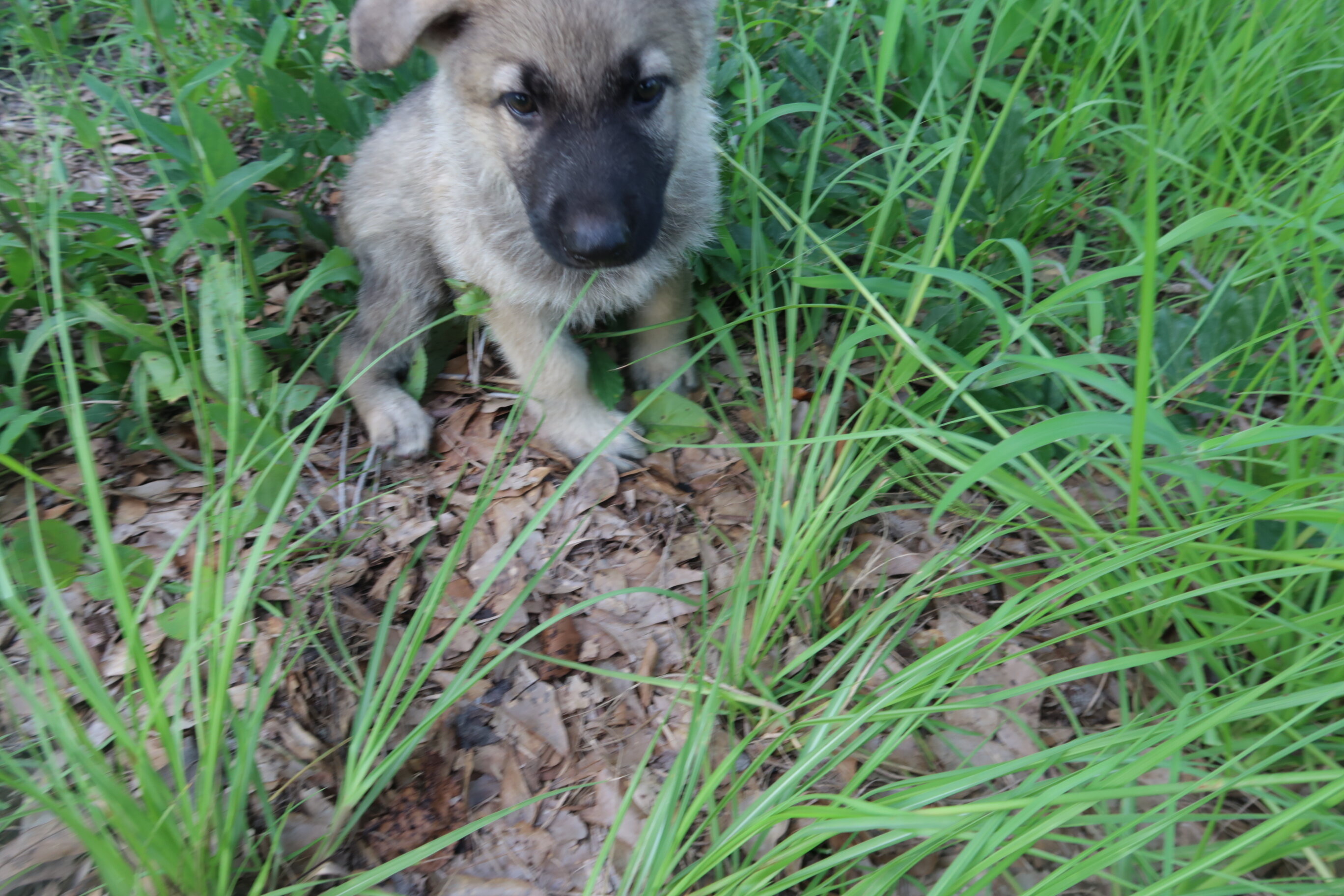 German Shepherd Puppy image 1