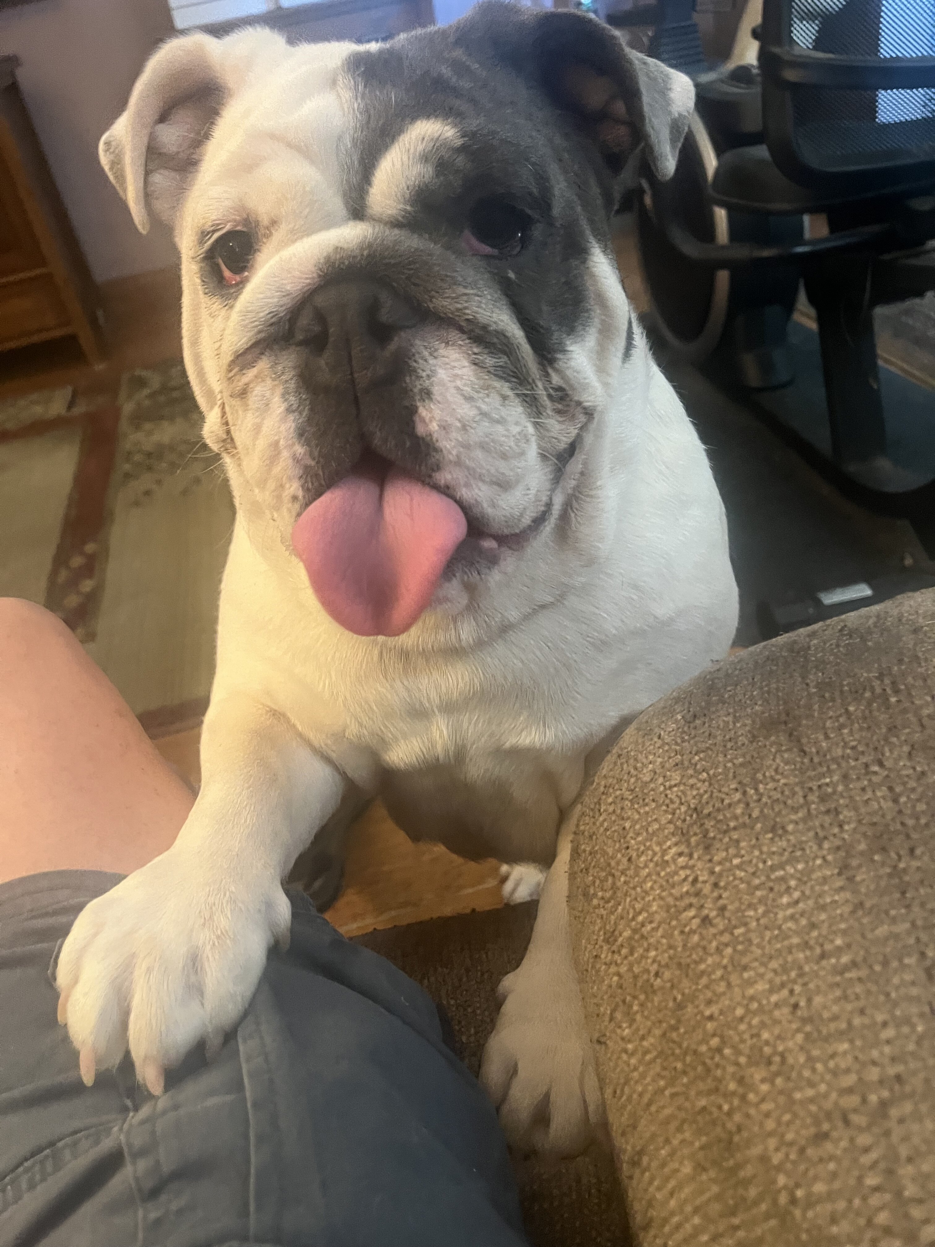 English bulldog image 1