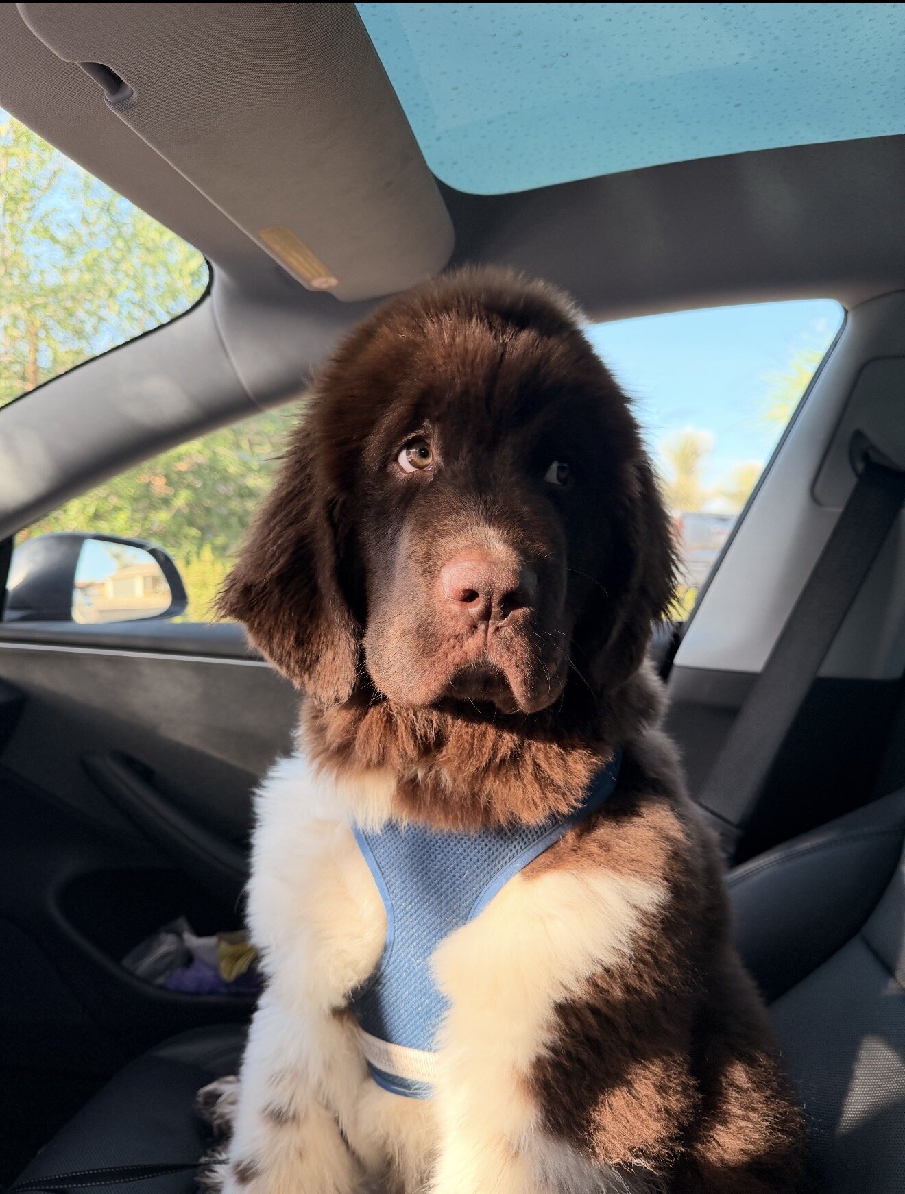 Puppy 6 months image 1