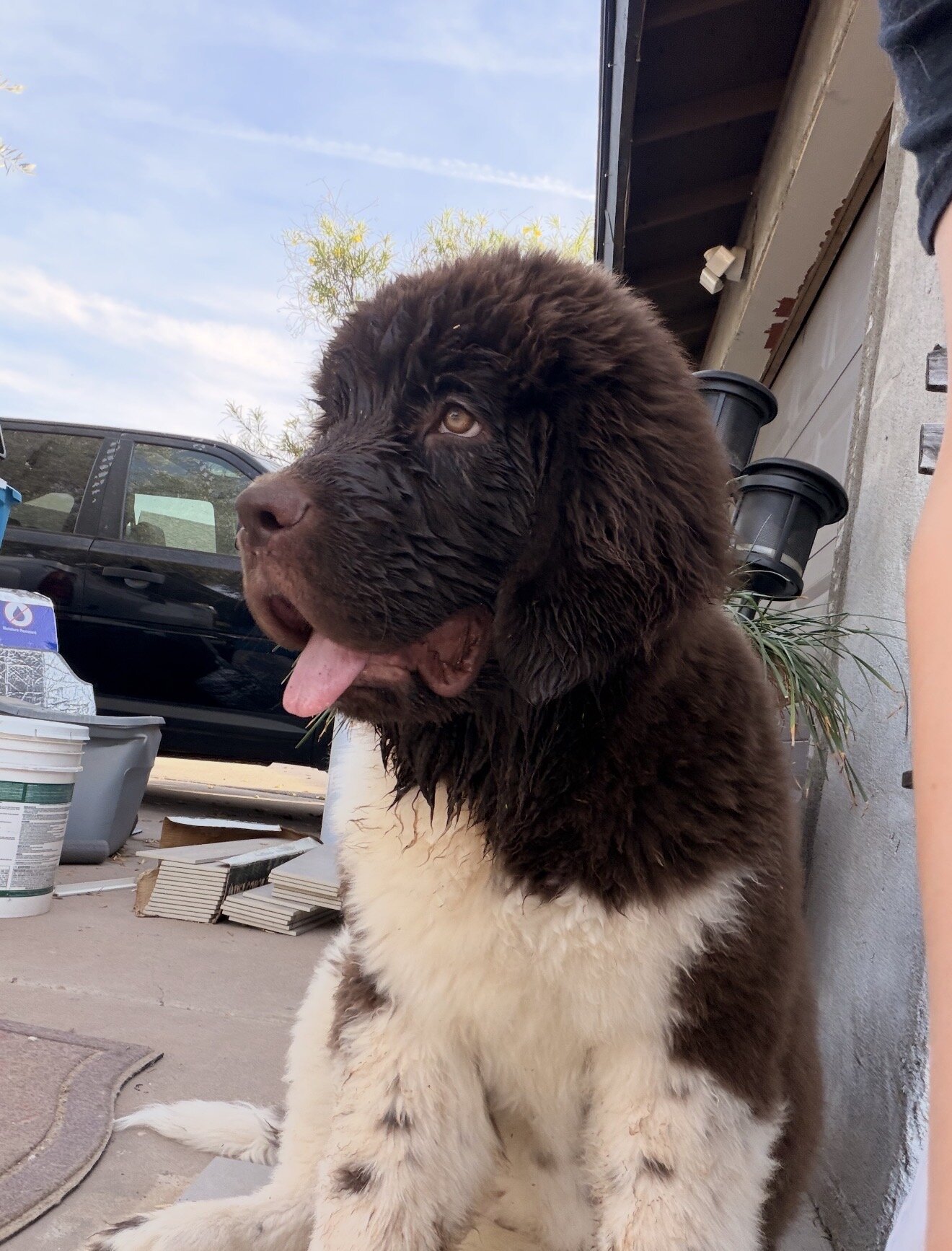 Puppy 6 months image 3