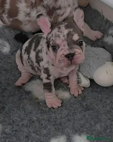 French Bulldog Puppies for Sale – Healthy, Family- image 6