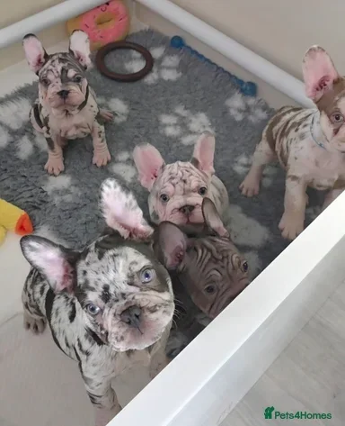 French Bulldog Puppies for Sale – Healthy, Family- image 2