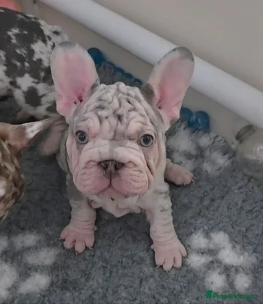 French Bulldog Puppies for Sale – Healthy, Family- image 5