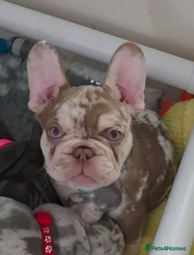 French Bulldog Puppies for Sale – Healthy, Family- image 3