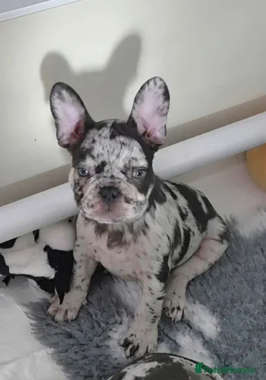 French Bulldog Puppies for Sale – Healthy, Family- image 4