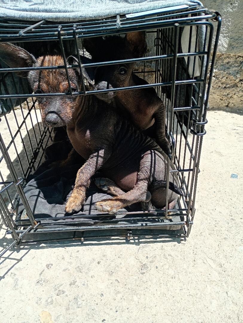 Xolo Puppies image 2