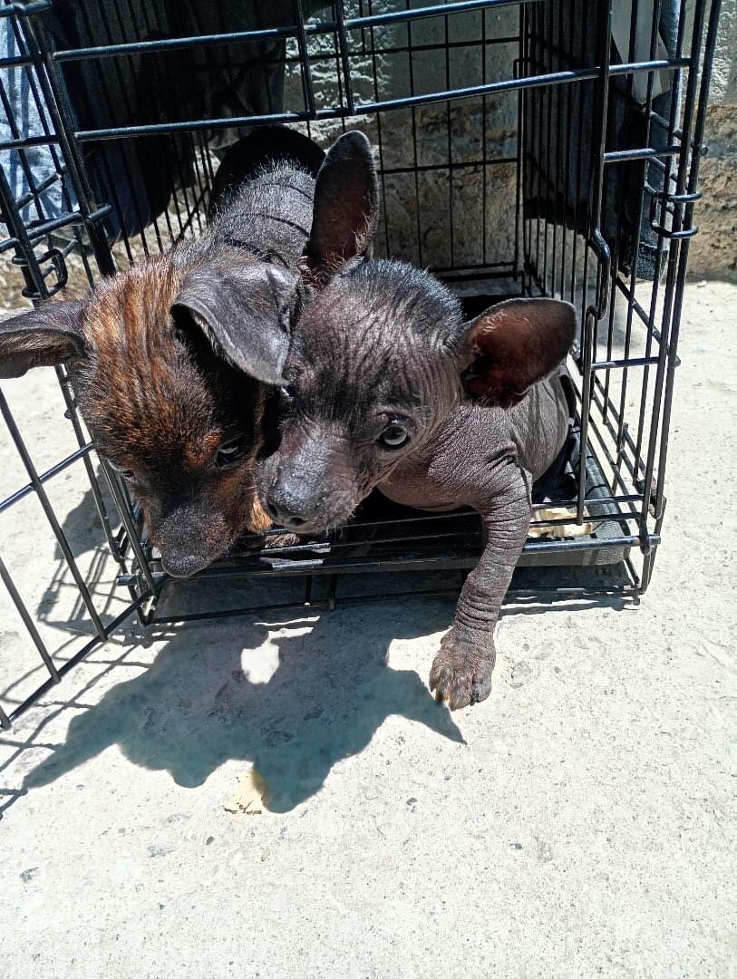 Xolo Puppies image 1