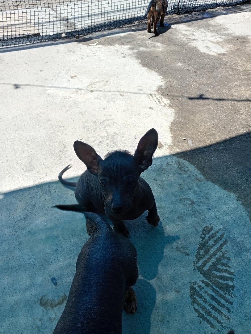 Xolo Puppies image 3