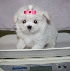 tiny teacup Maltese puppies now set to go image 1