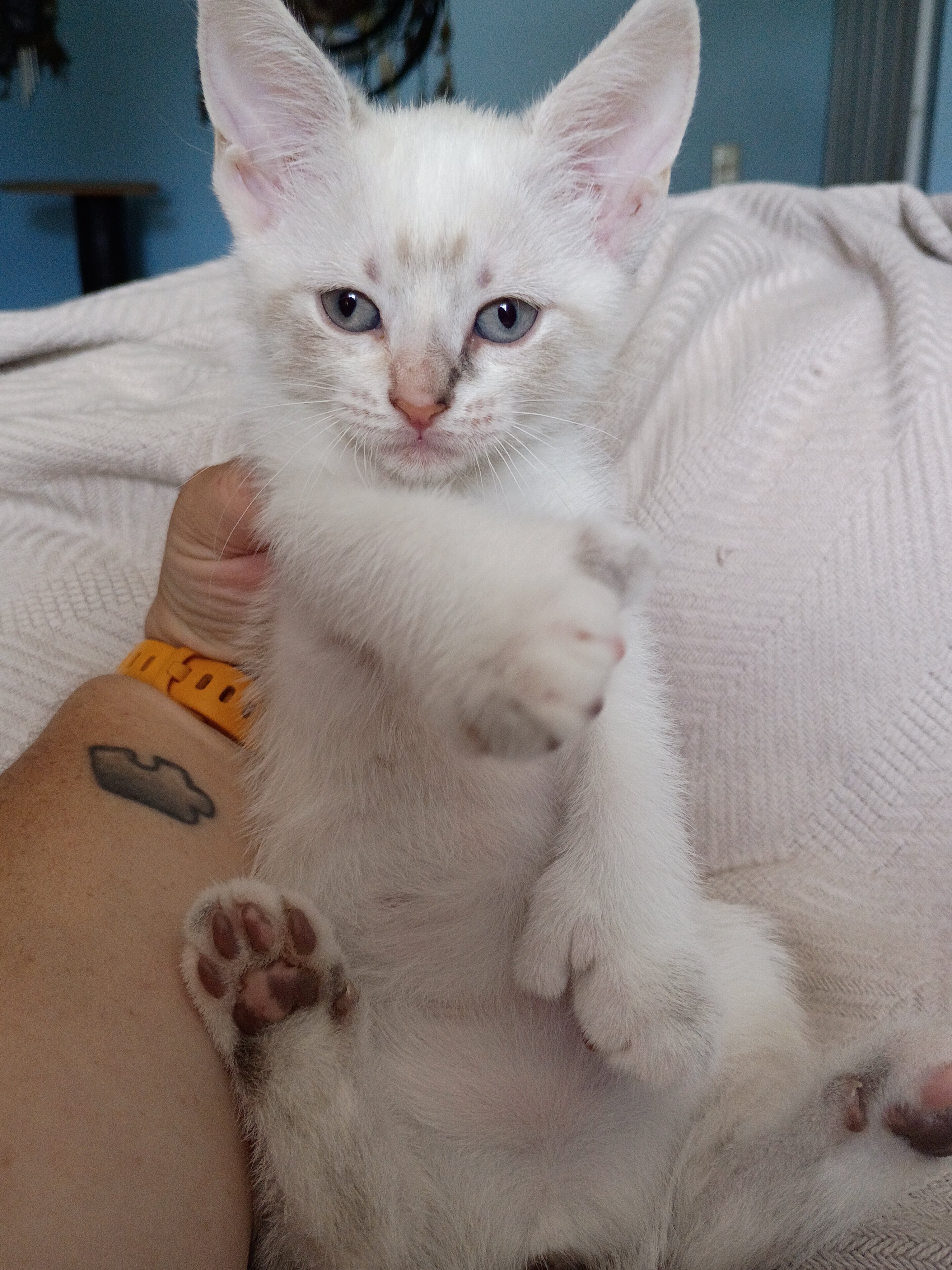 Bobtail kitten image 1