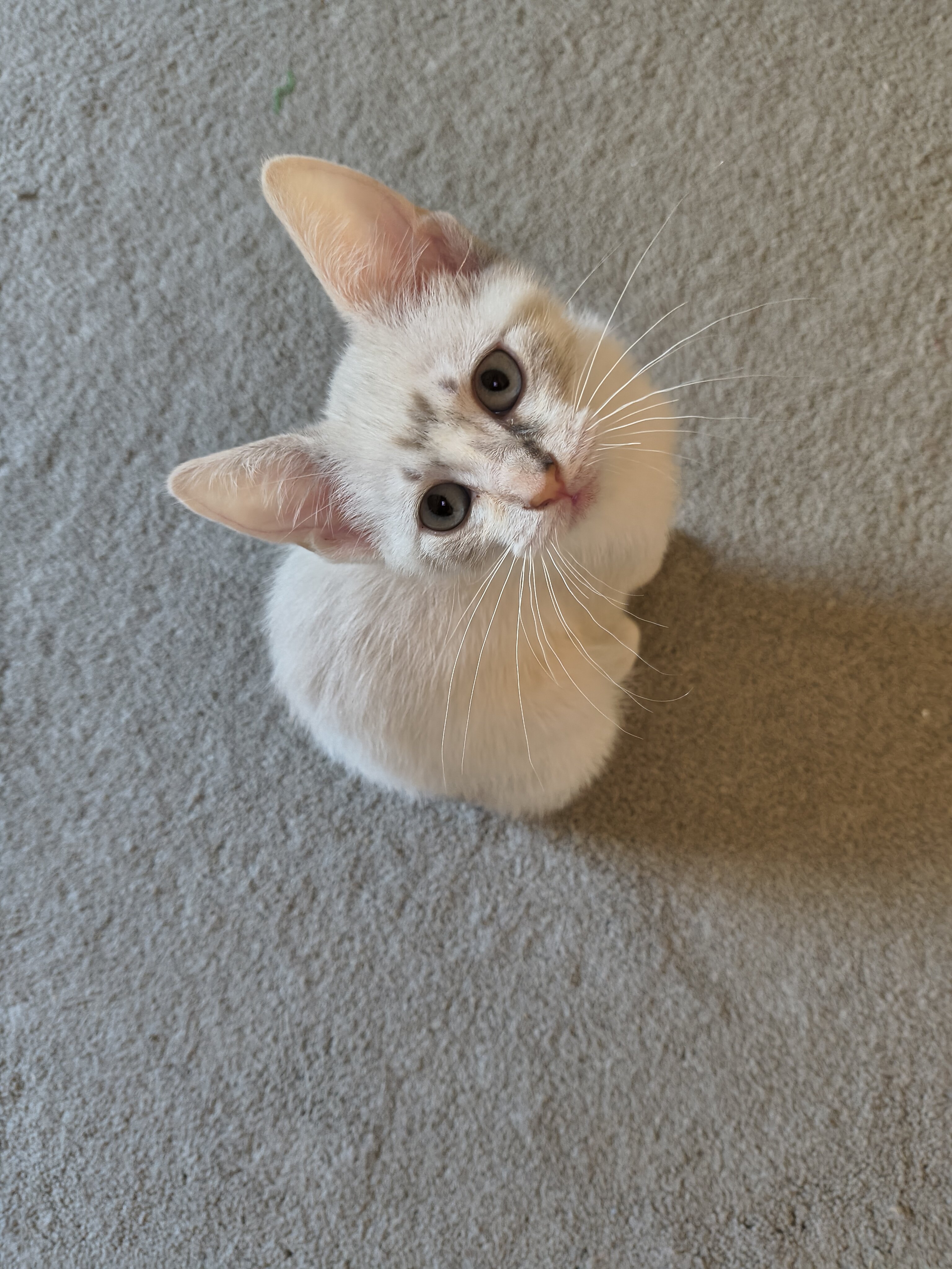 Bobtail kitten image 3