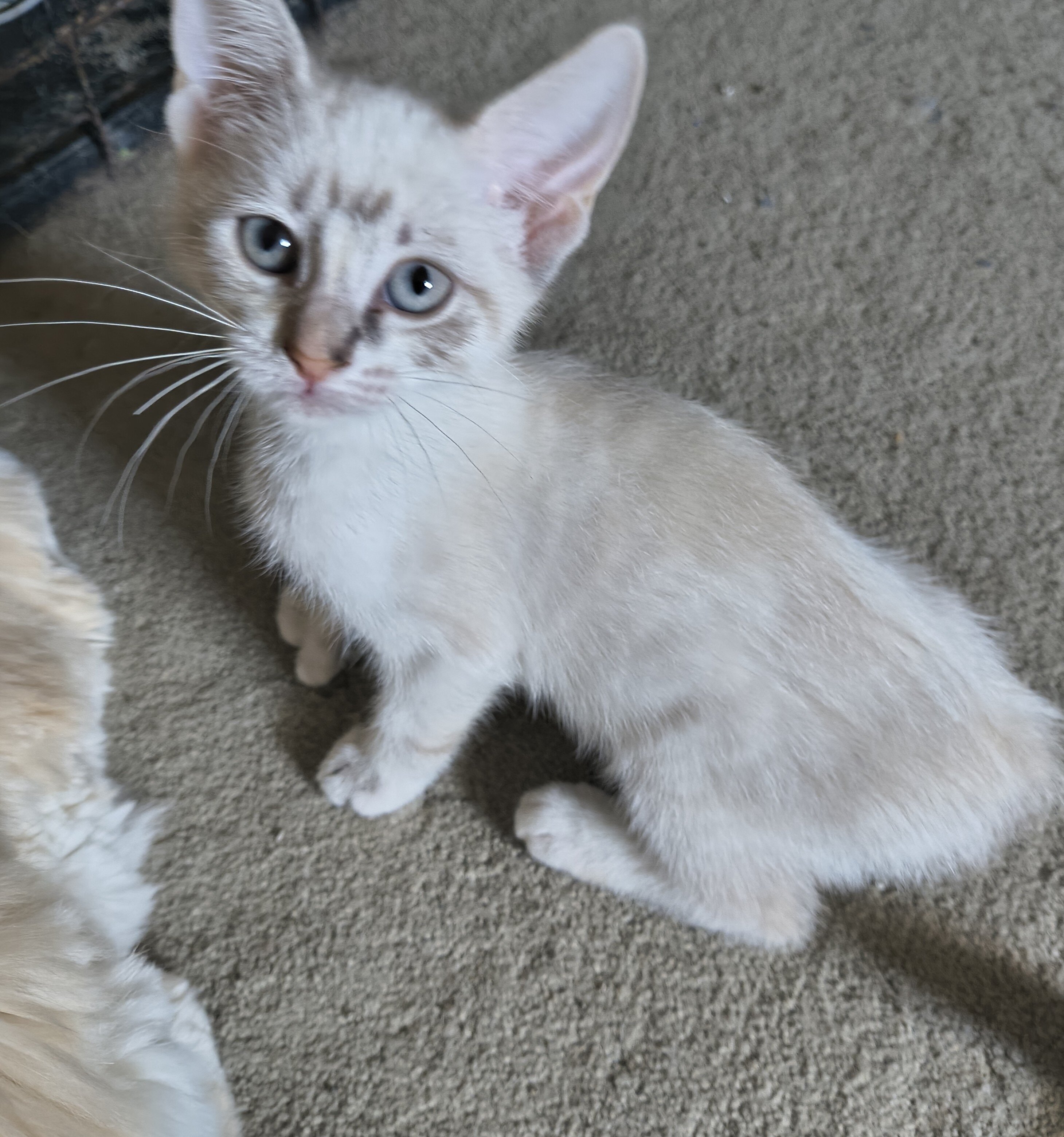 Bobtail kitten image 2