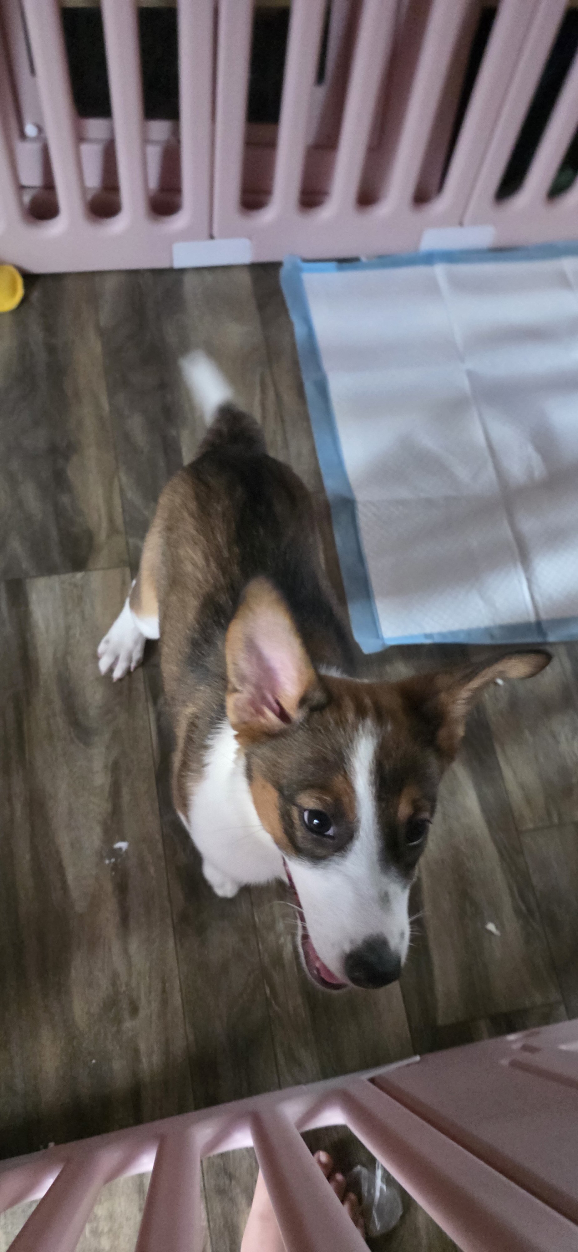 pumpkin!🎃   Aussie Sheppard border collie mix image 5