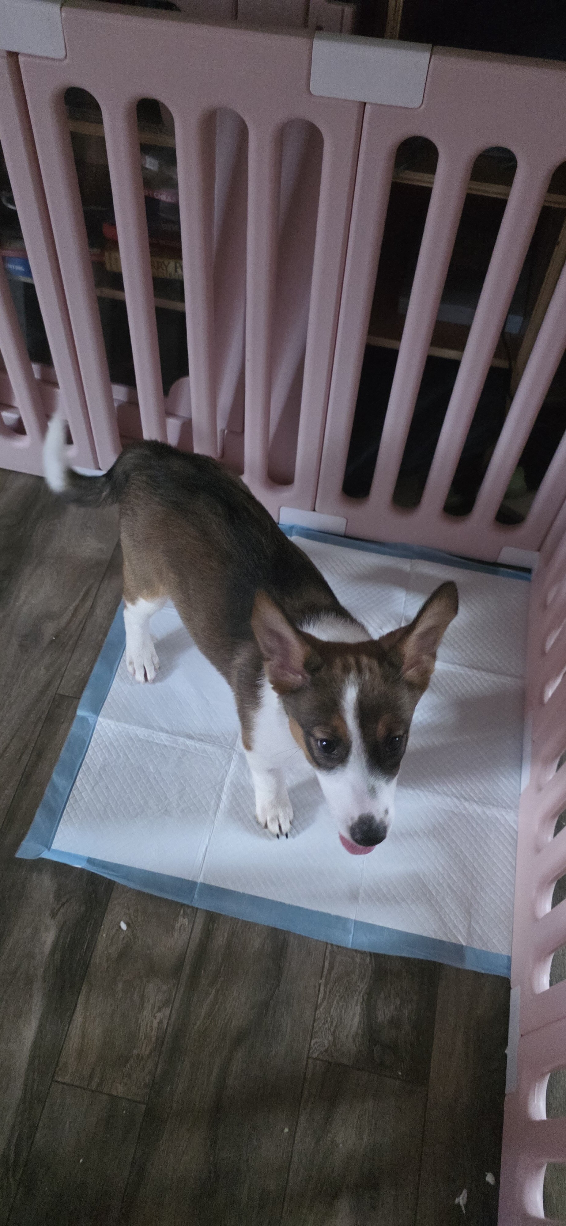 pumpkin!🎃   Aussie Sheppard border collie mix image 4