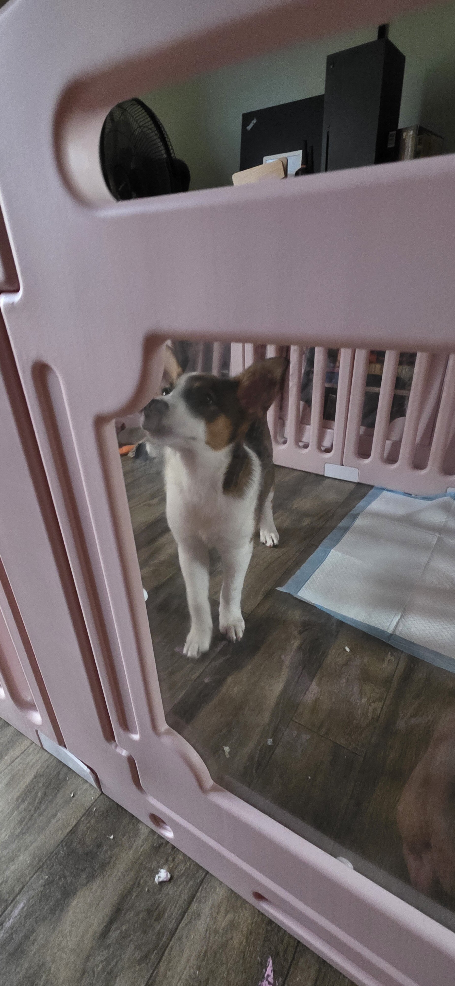 pumpkin!🎃   Aussie Sheppard border collie mix image 3