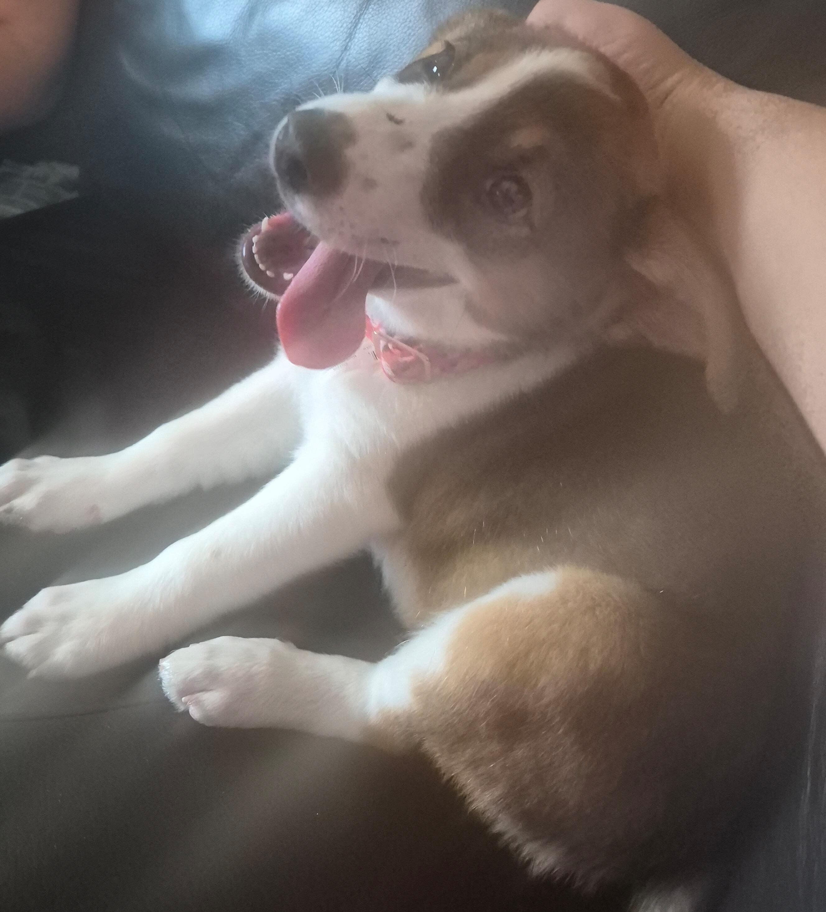 pumpkin!🎃   Aussie Sheppard border collie mix image 2