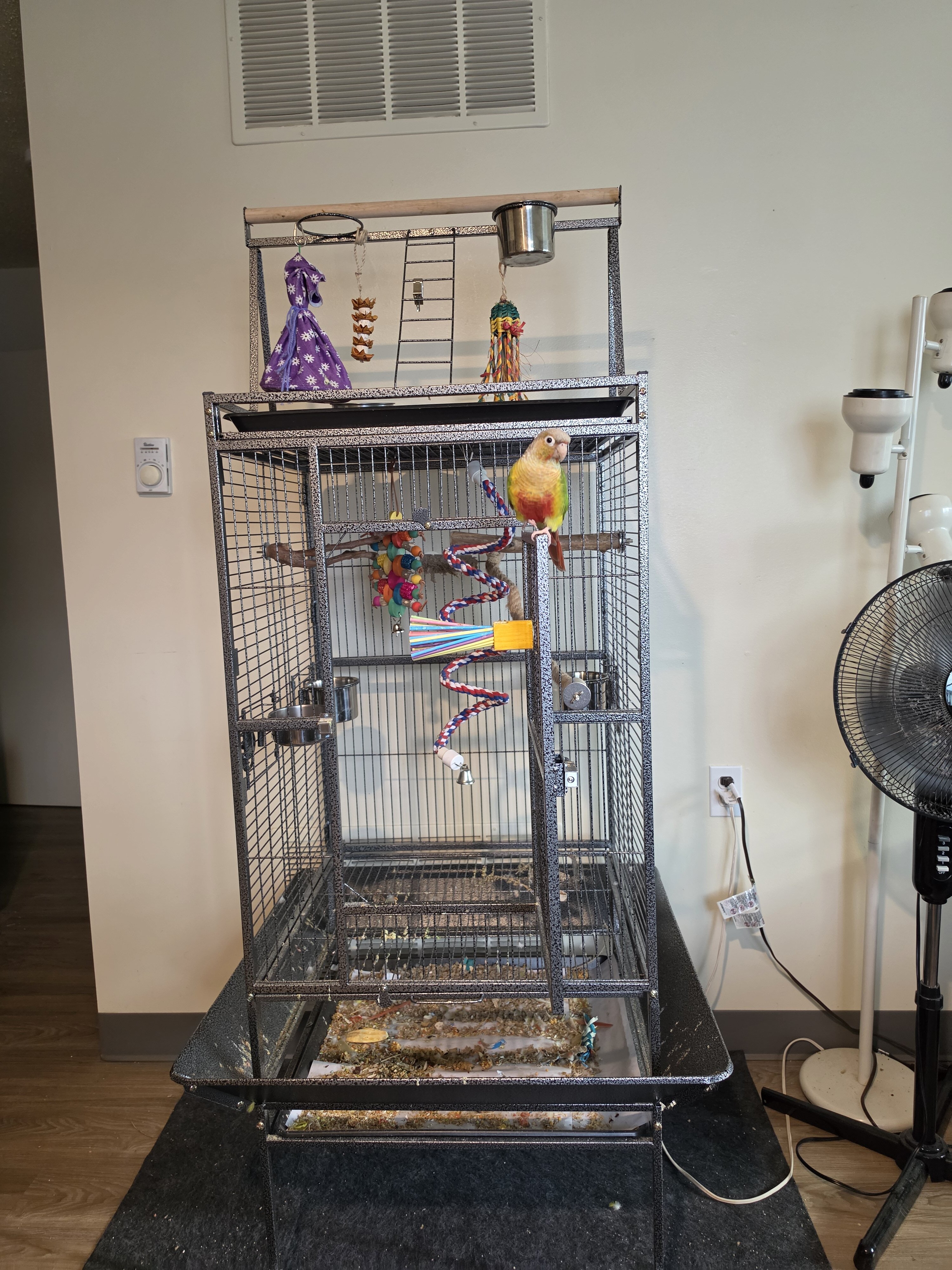 Green Cheek Conure image 4