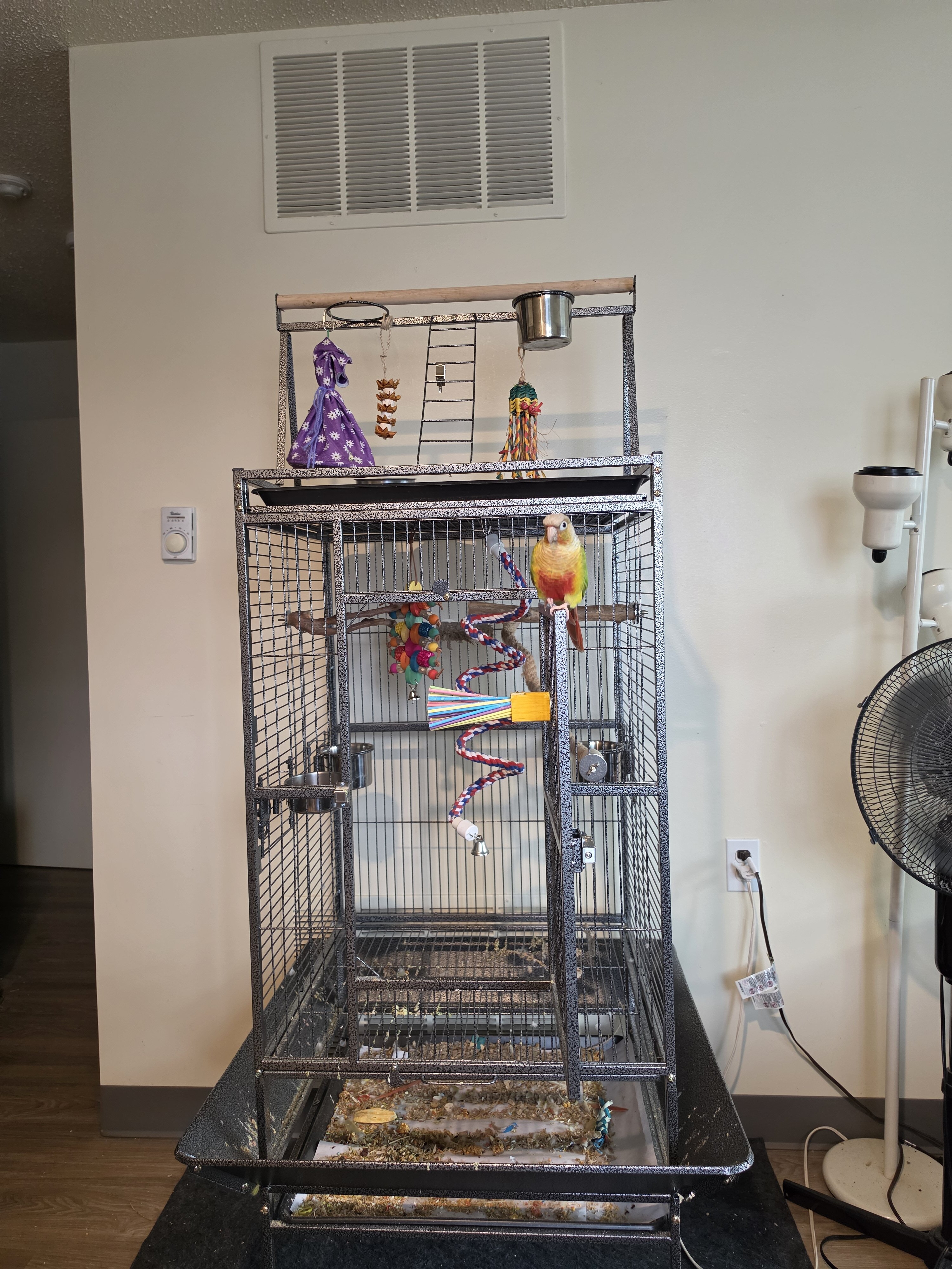 Green Cheek Conure image 3
