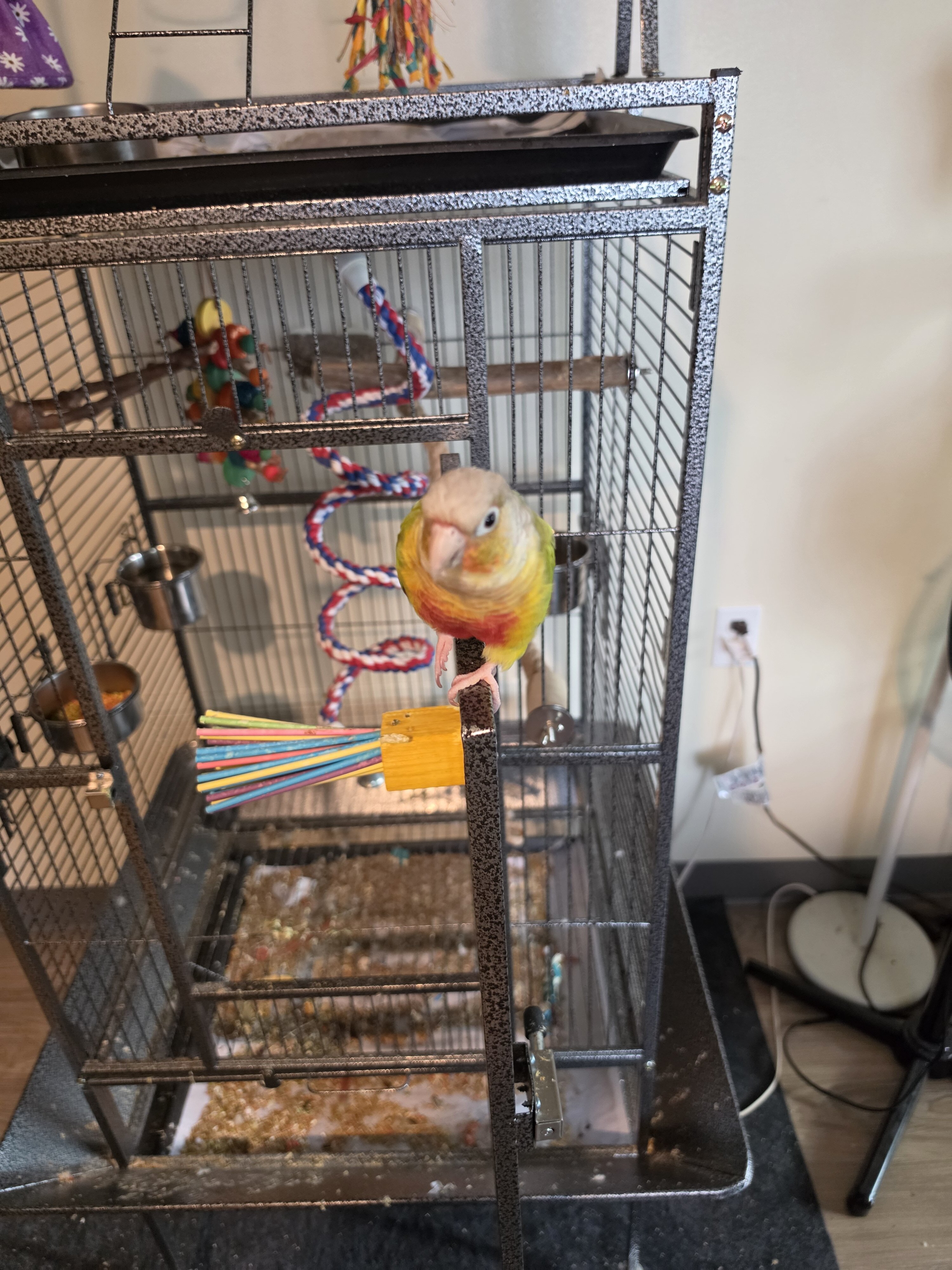 Green Cheek Conure image 2