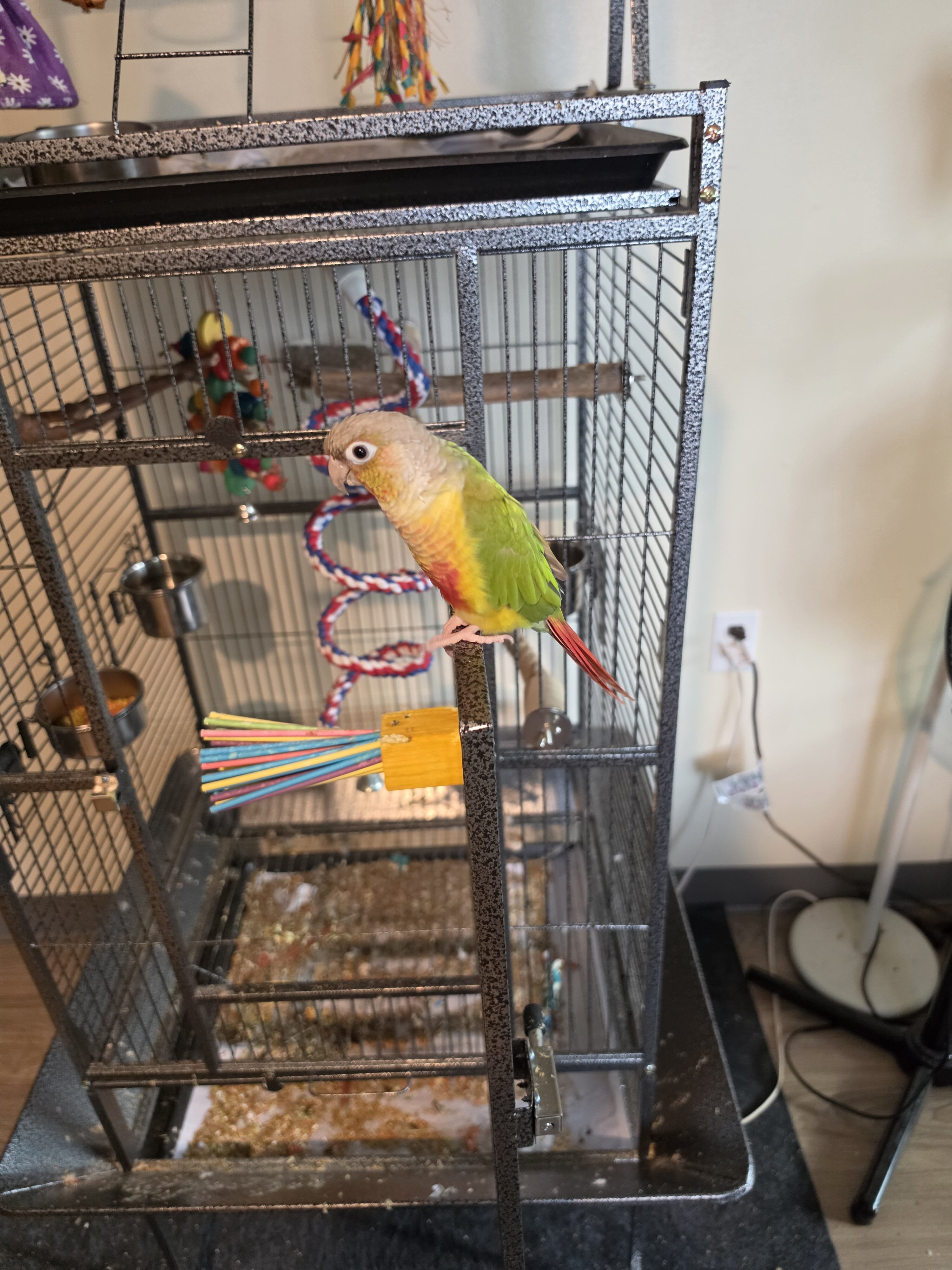 Green Cheek Conure image 1
