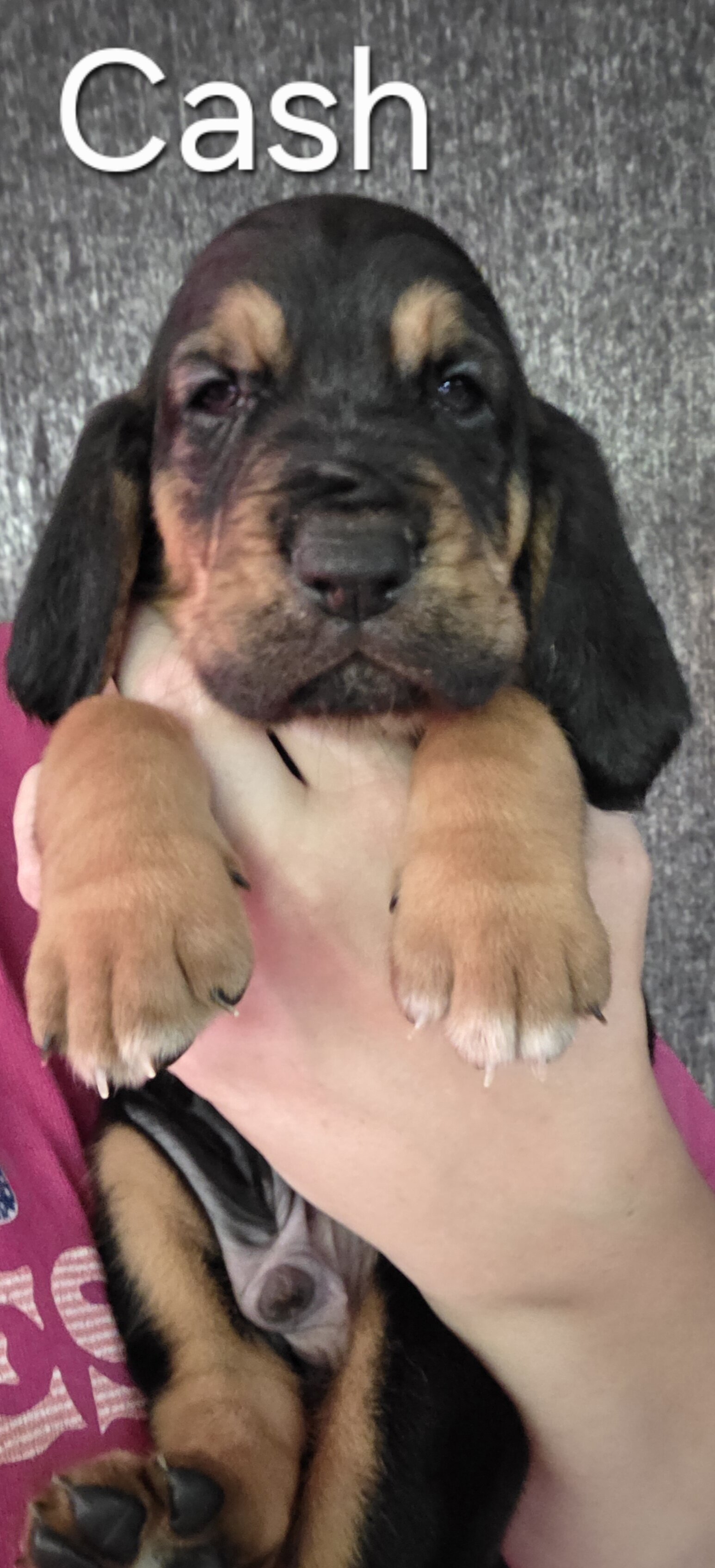 Bloodhound puppies image 1
