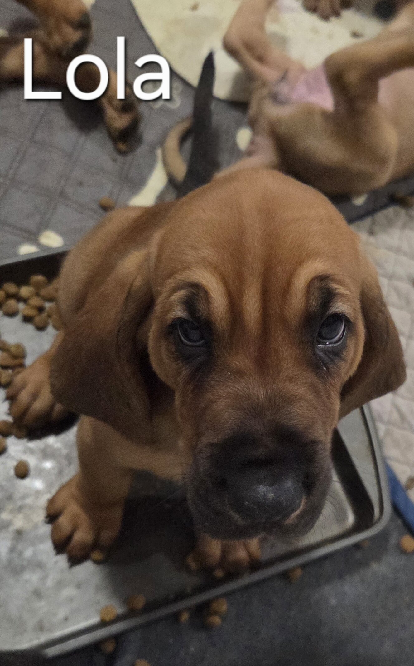 Bloodhound puppies image 2