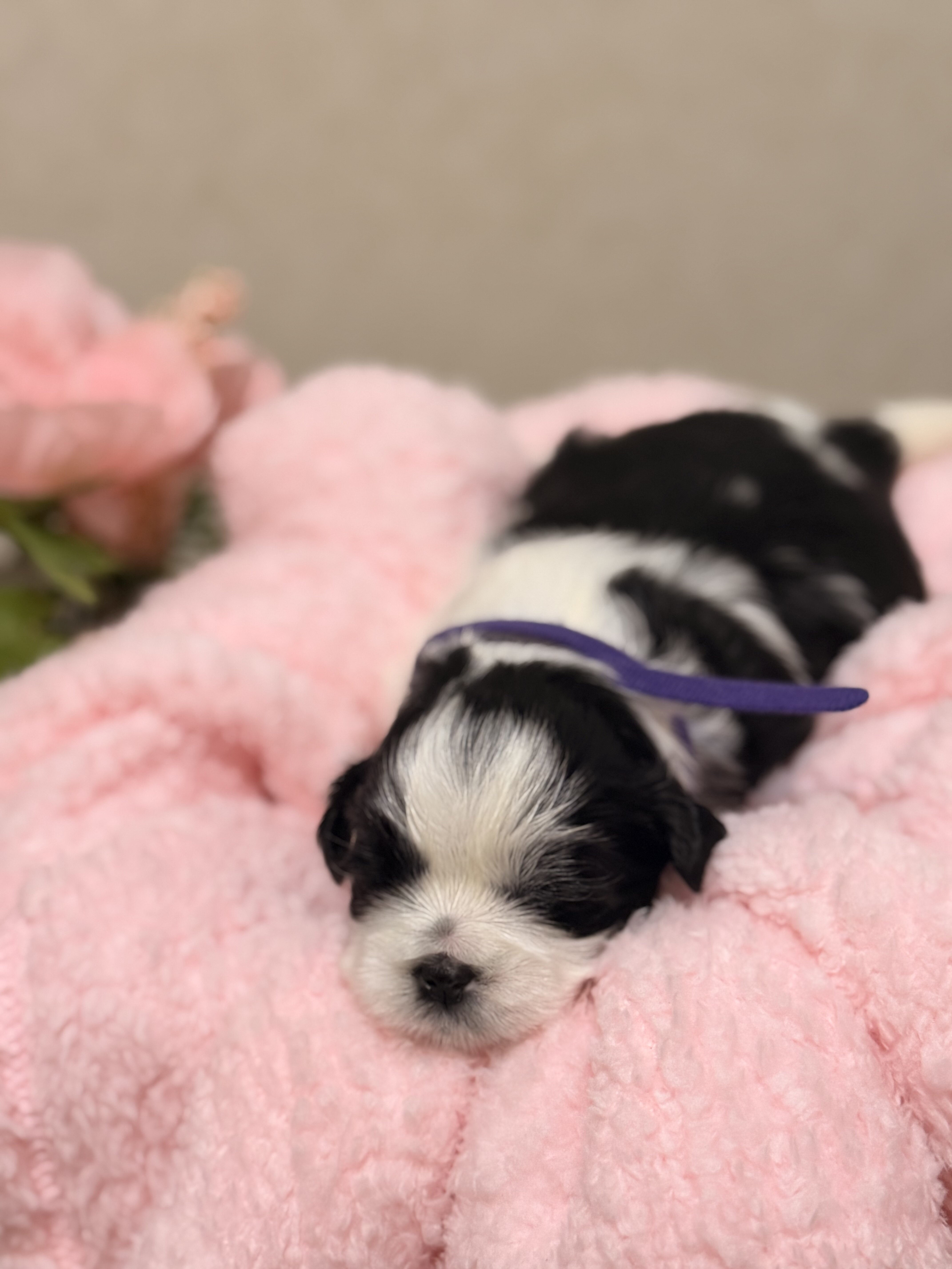 Shih Tzu image 3